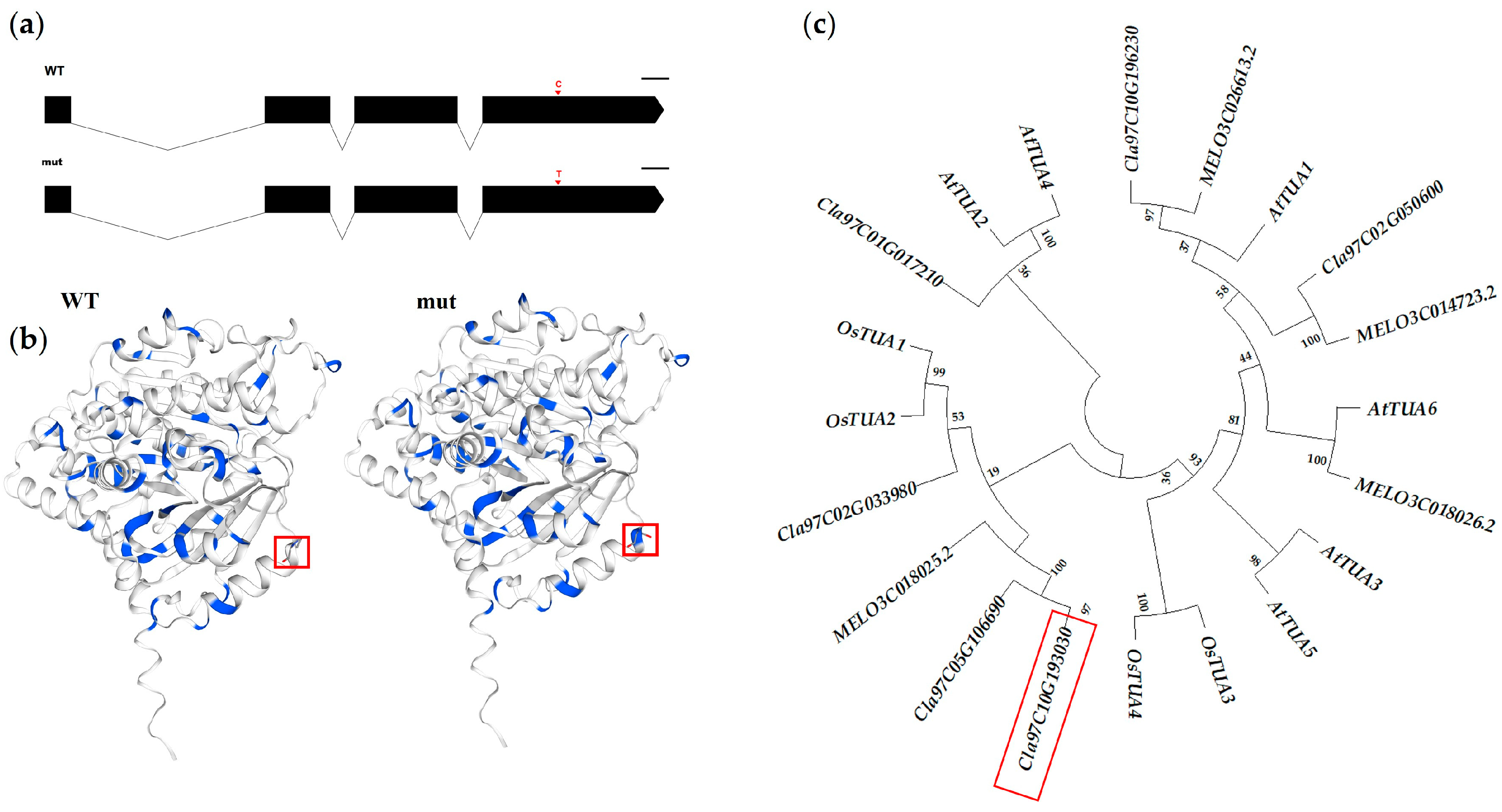 Horticulturae 11 00562 g004