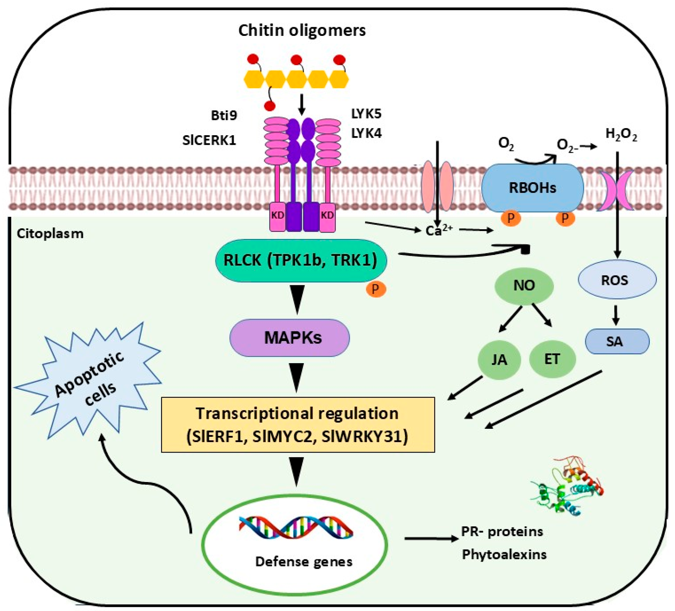 Horticulturae 11 00565 g009