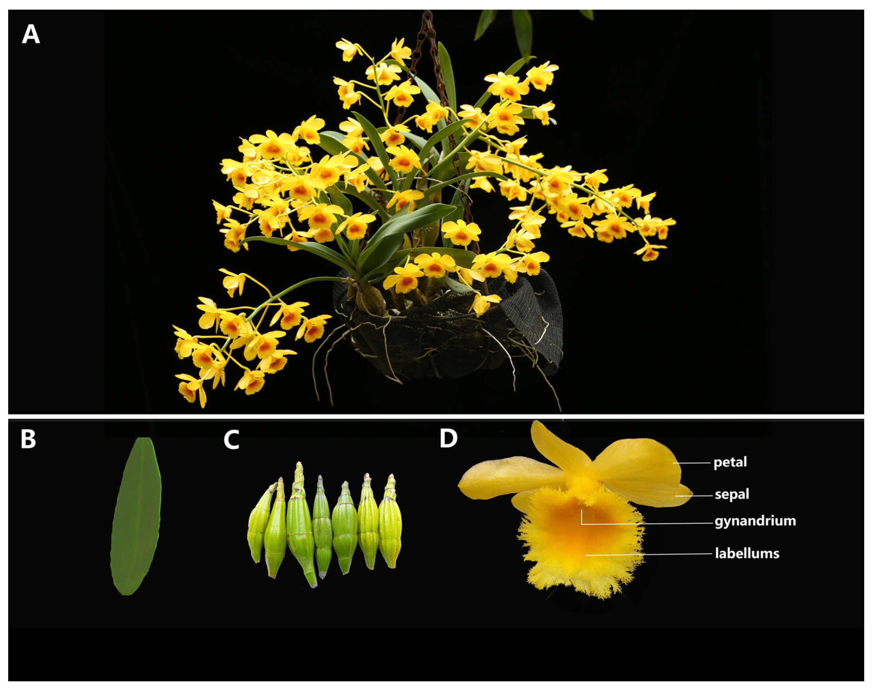 Horticulturae 11 00566 g002