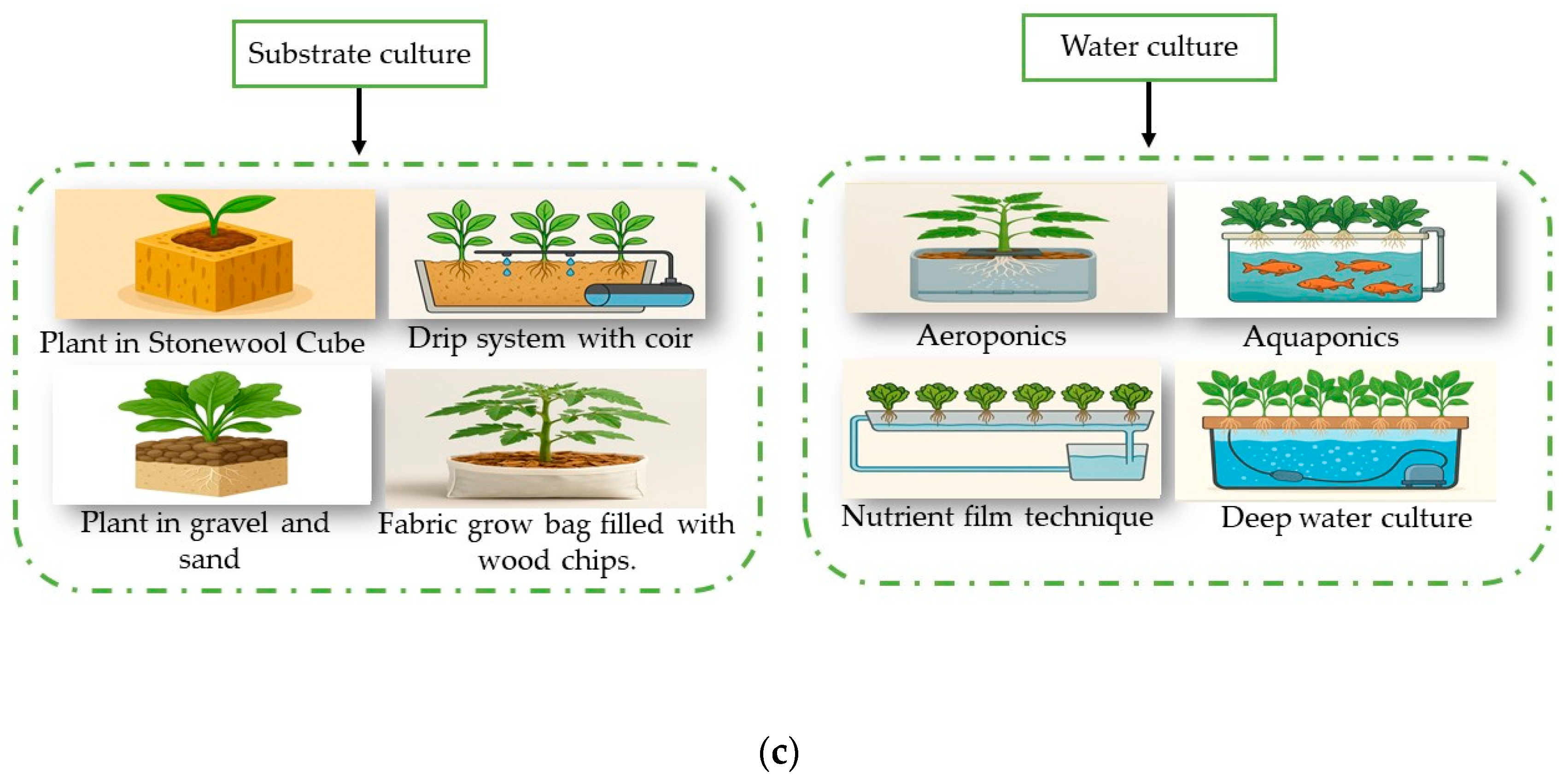 Horticulturae 11 00568 g003b