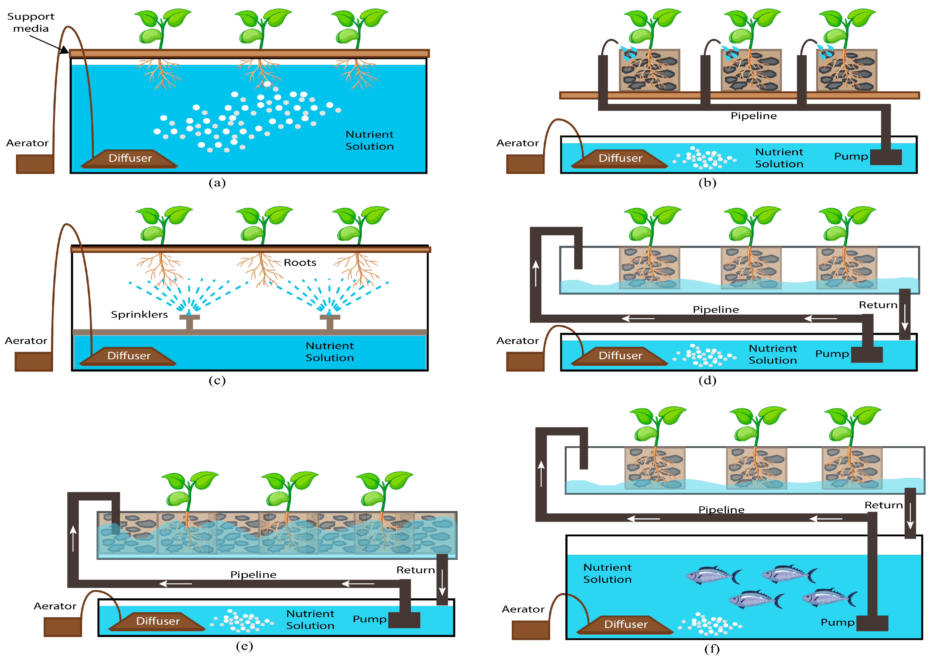 Horticulturae 11 00568 g005