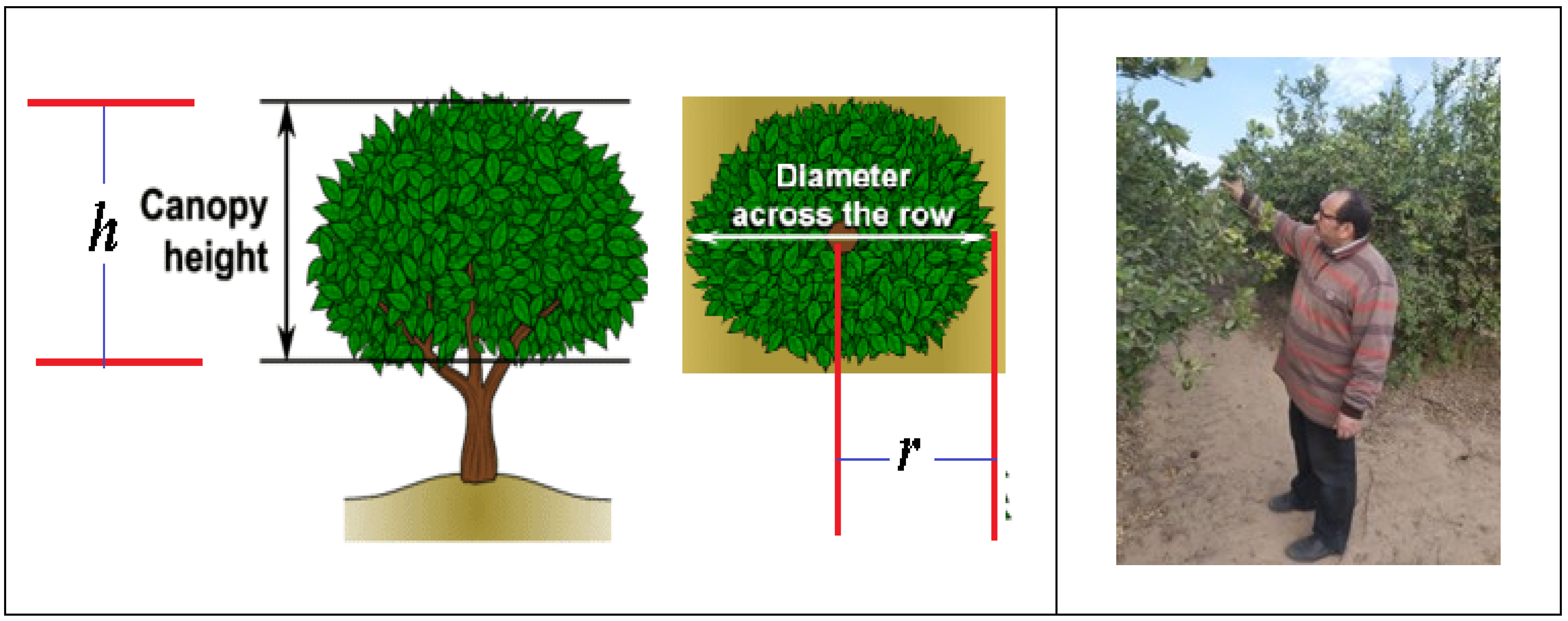 Horticulturae 11 00573 g005