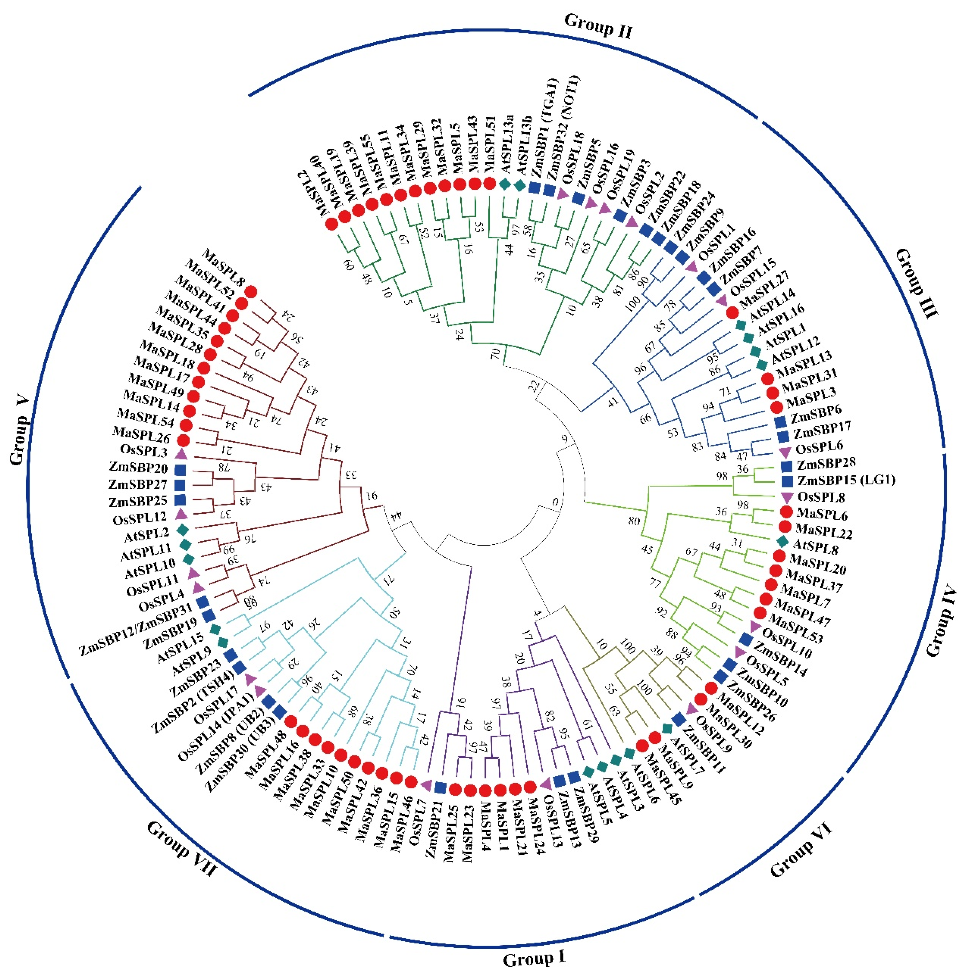 Horticulturae 11 00576 g001