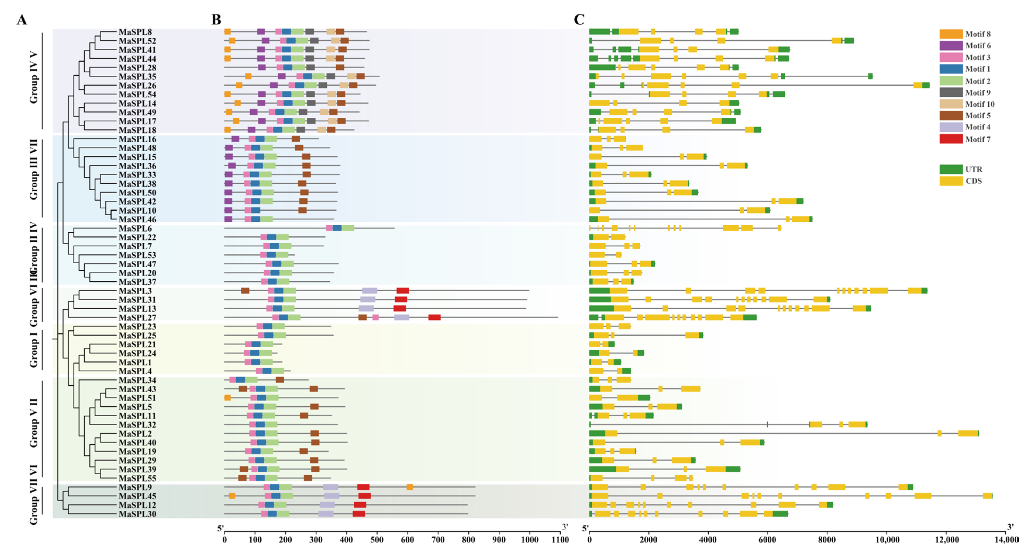 Horticulturae 11 00576 g003
