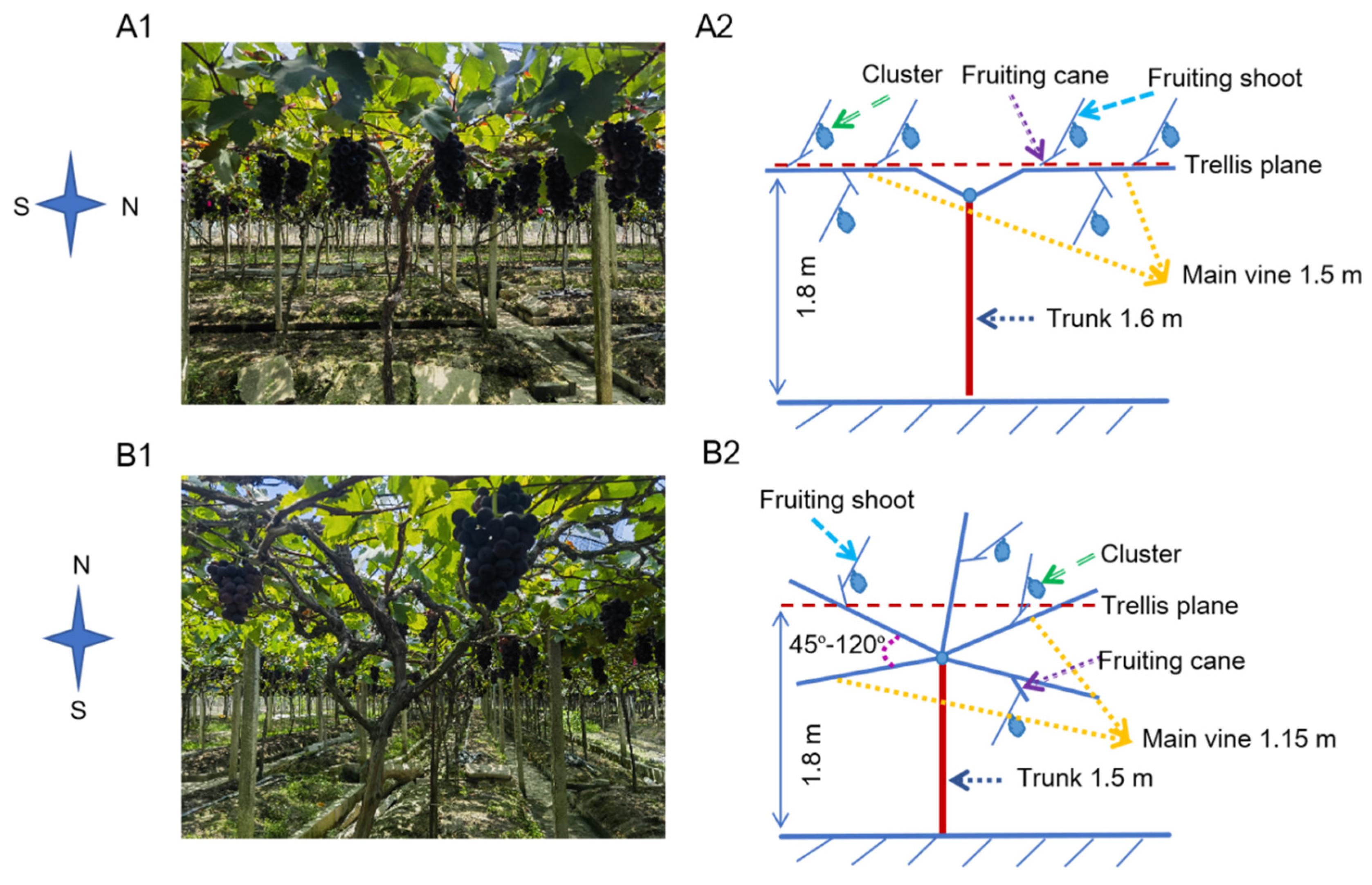 Horticulturae 11 00578 g001