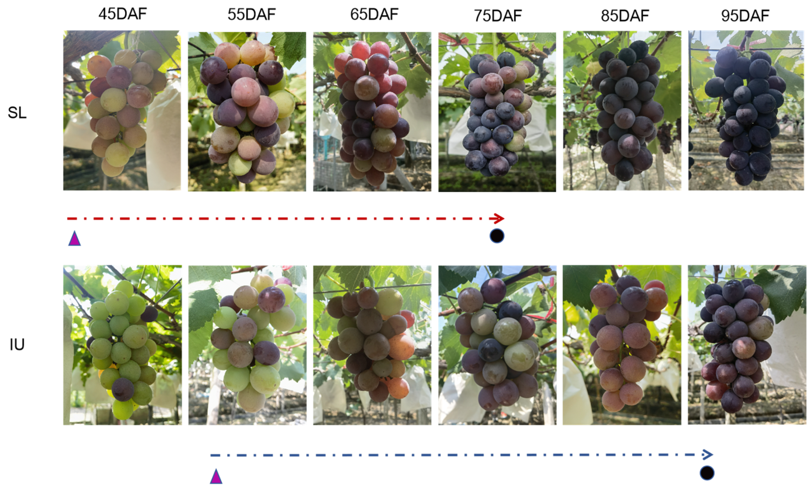 Horticulturae 11 00578 g002