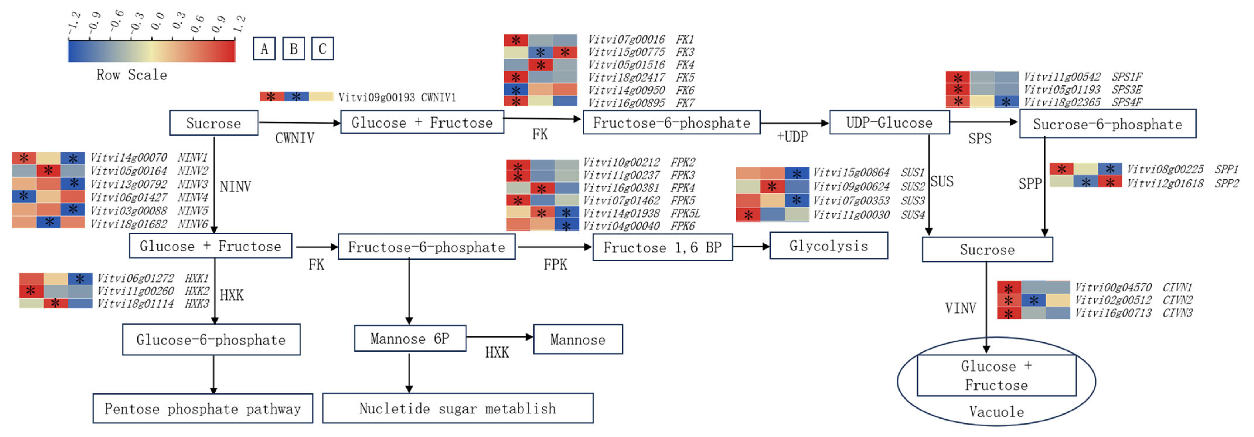 Horticulturae 11 00578 g006