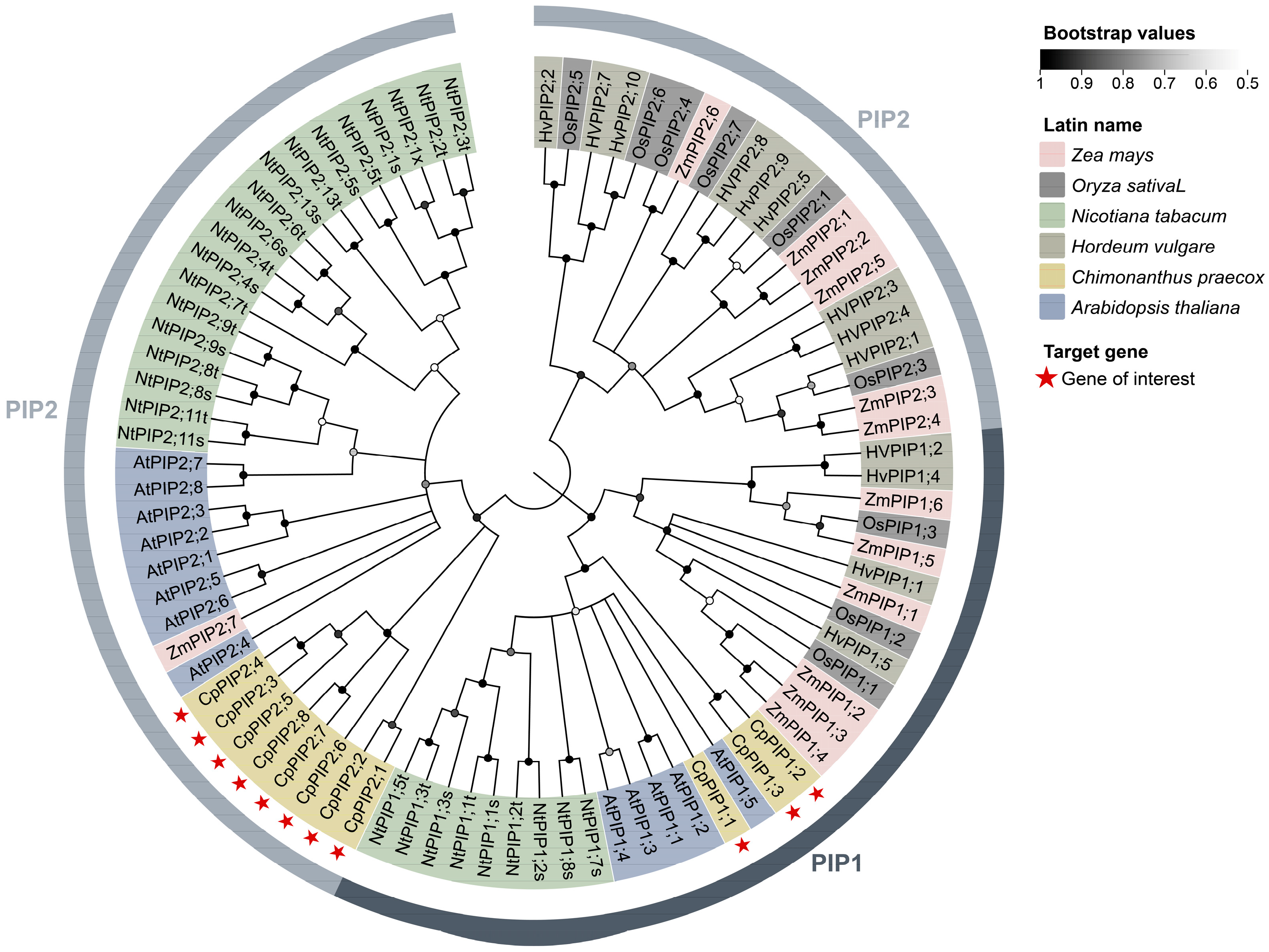 Horticulturae 11 00581 g001