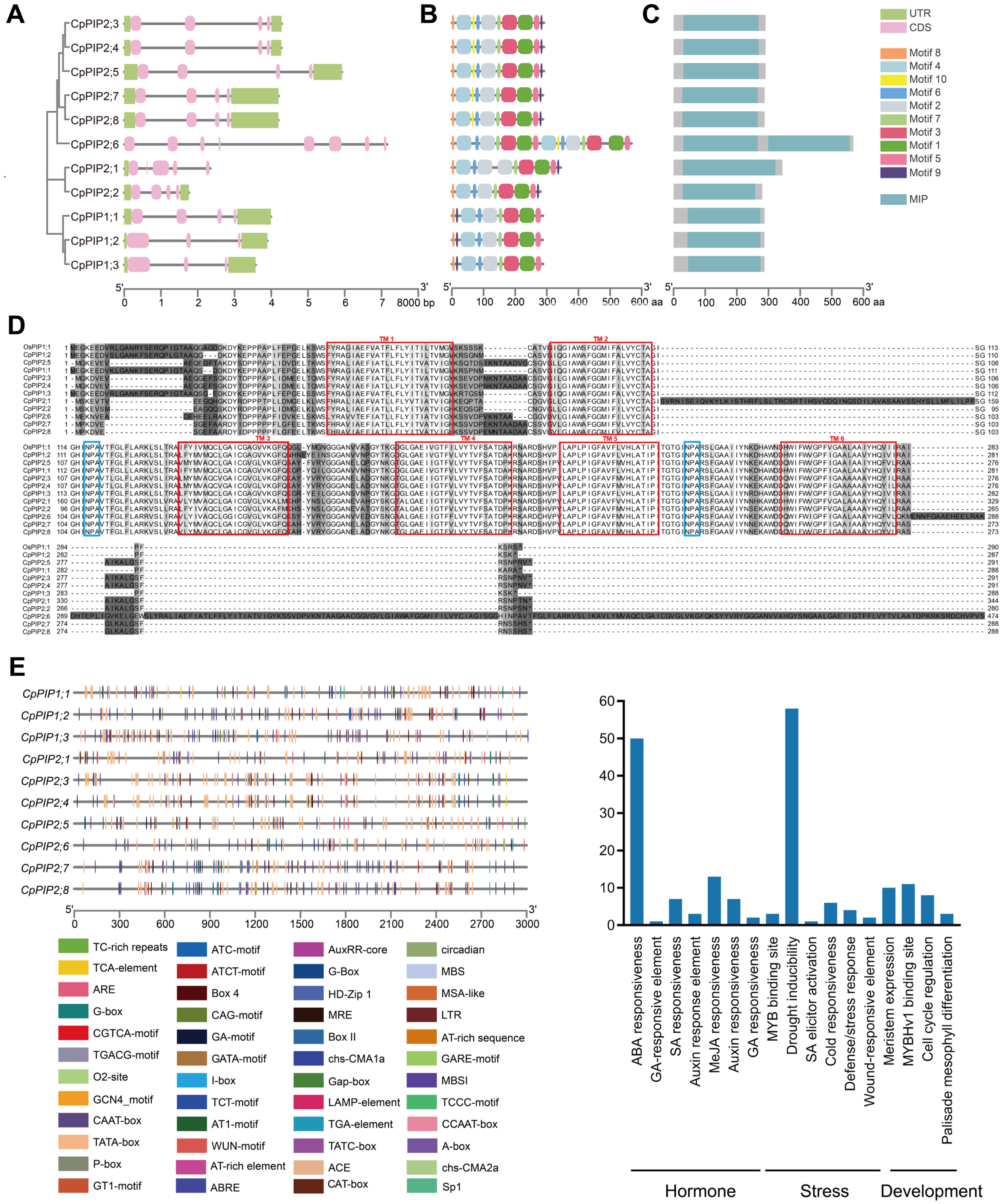 Horticulturae 11 00581 g003