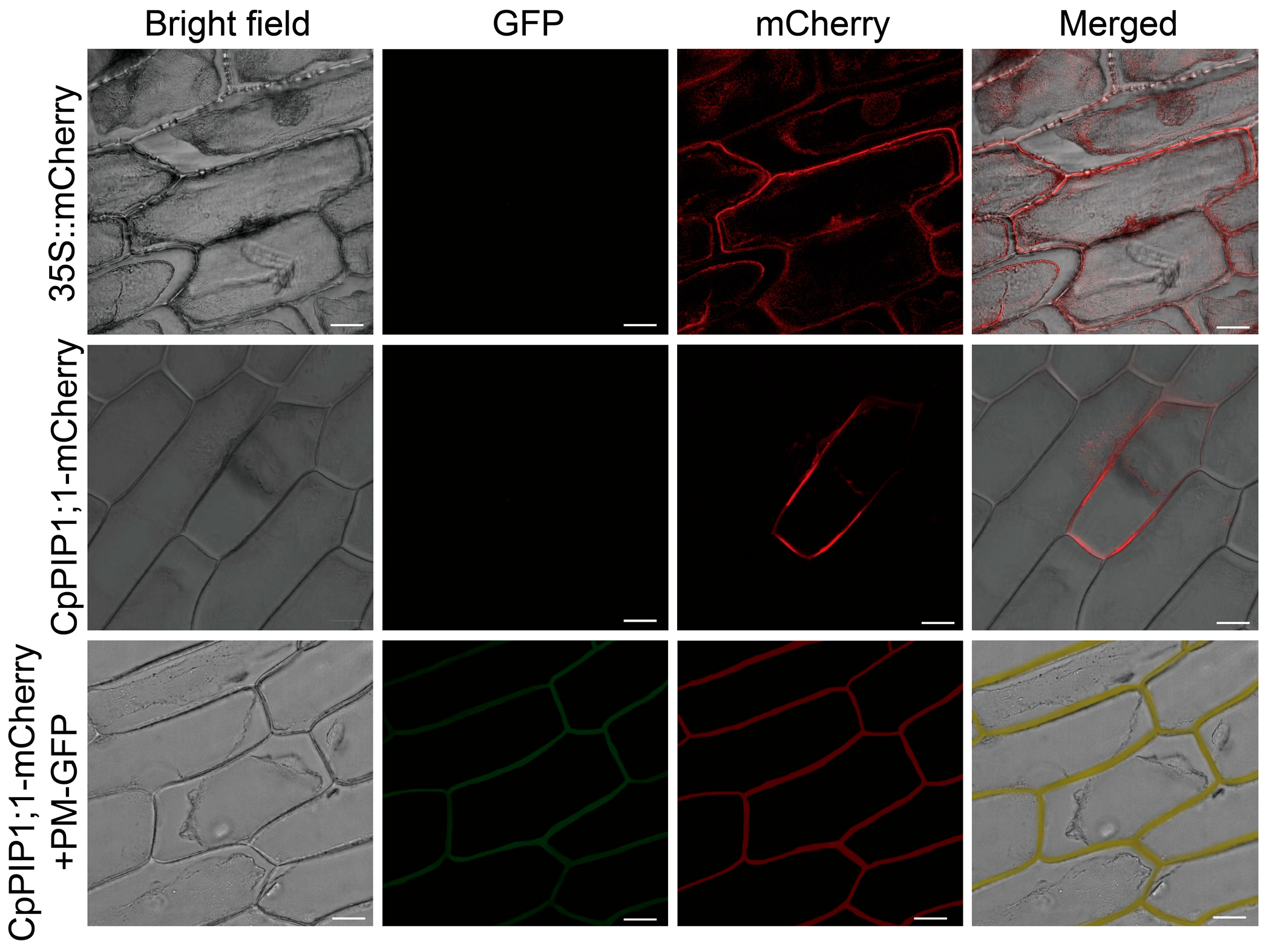 Horticulturae 11 00581 g005