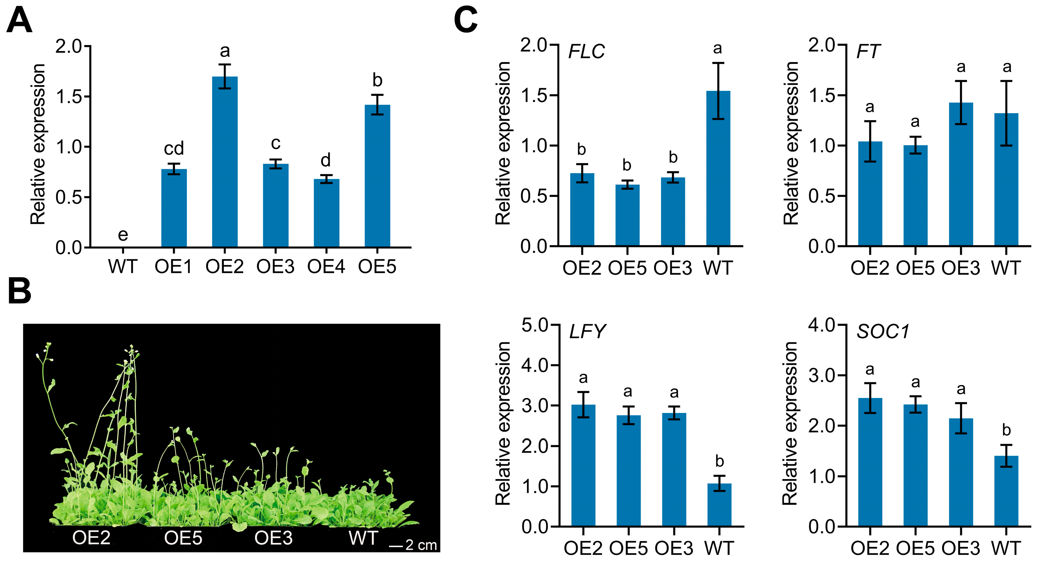 Horticulturae 11 00581 g007