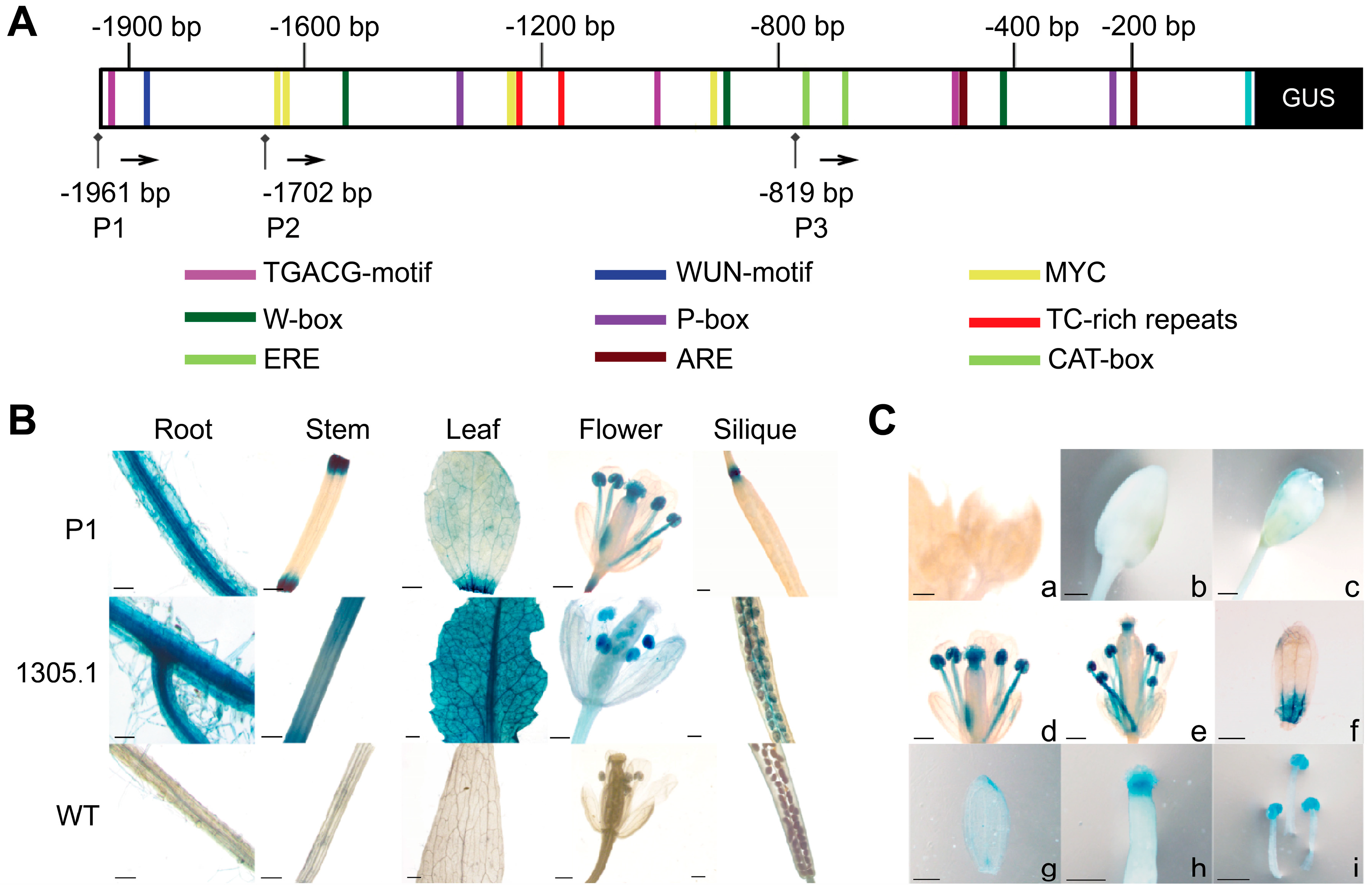 Horticulturae 11 00581 g009