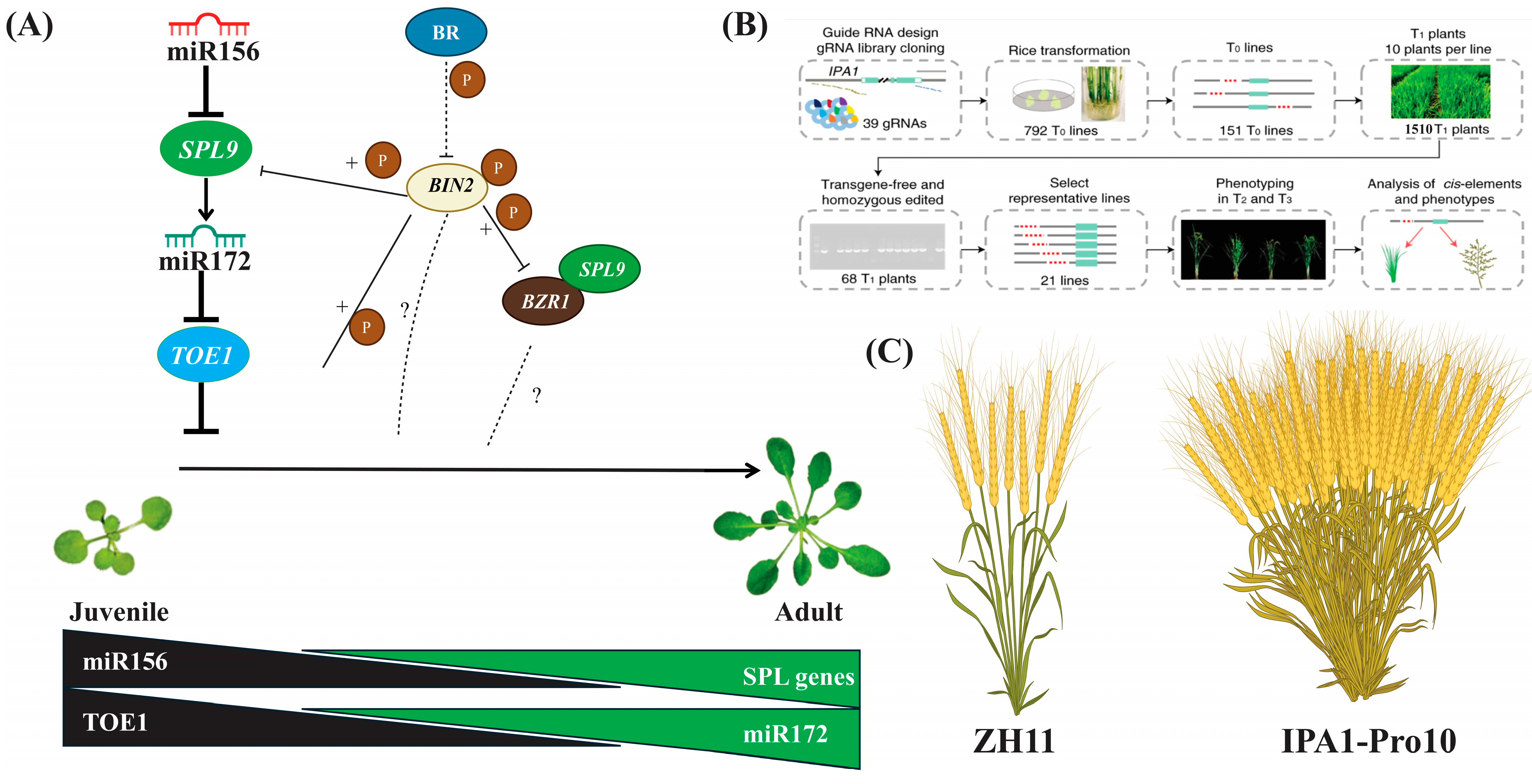 Horticulturae 11 00584 g002