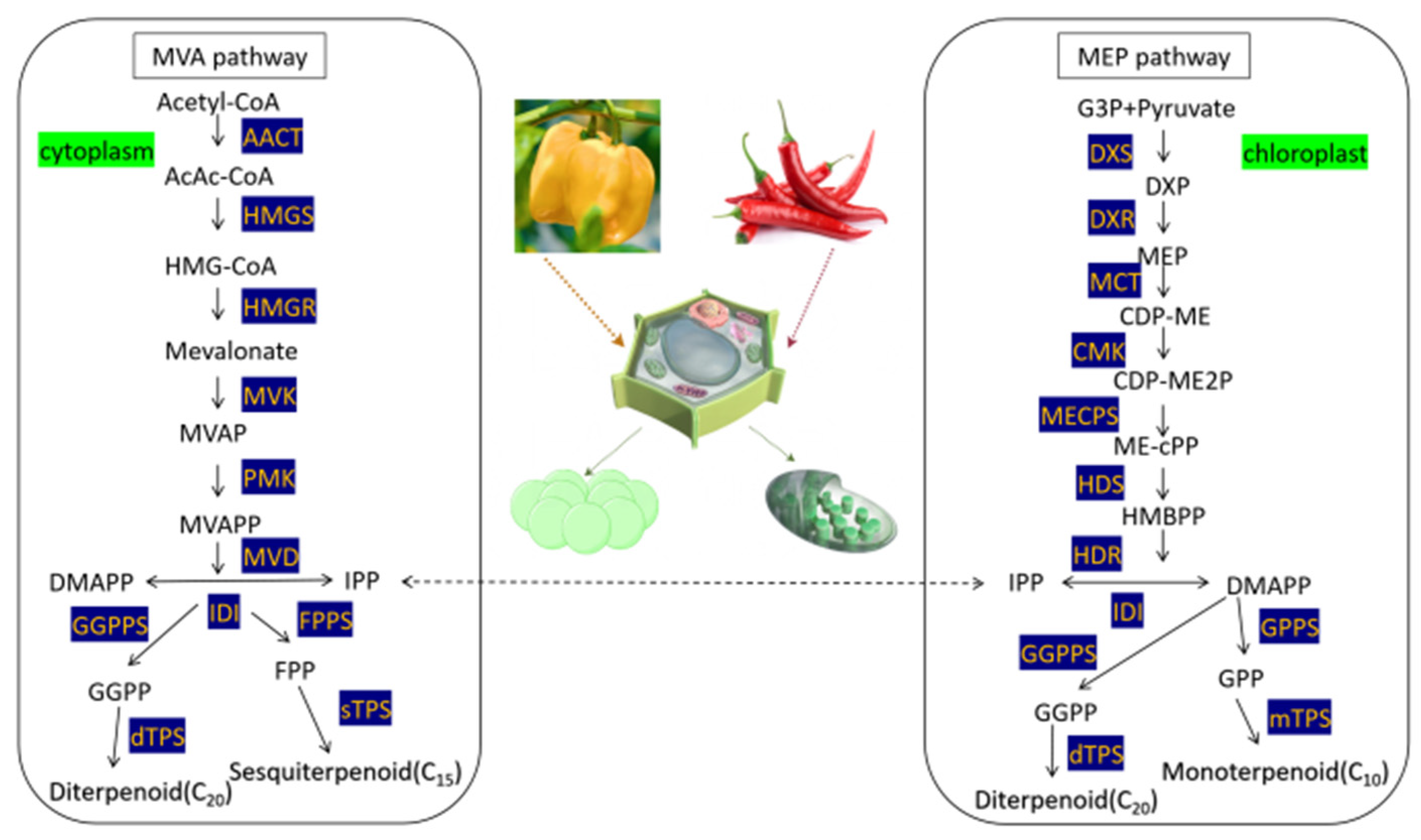 Horticulturae 11 00586 g001
