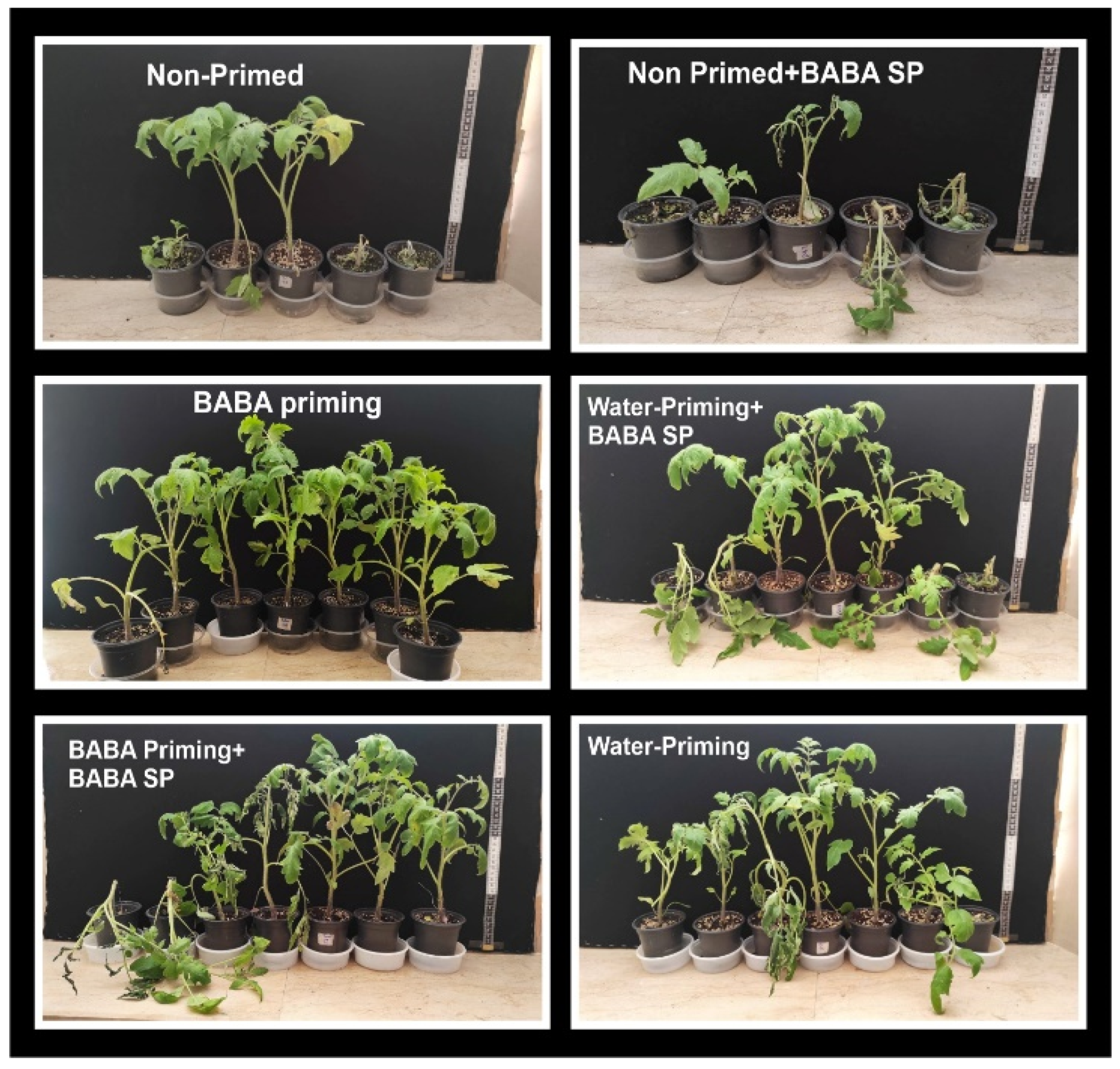 Horticulturae 11 00587 g003