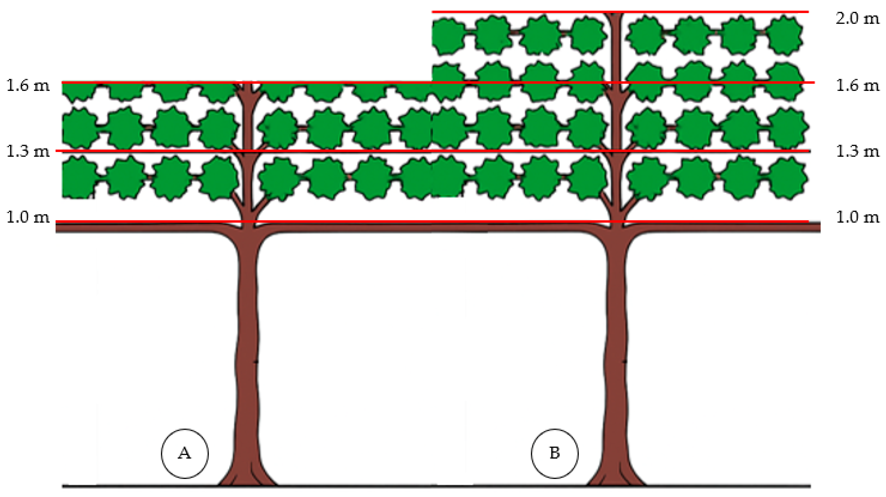 Horticulturae 11 00589 g001