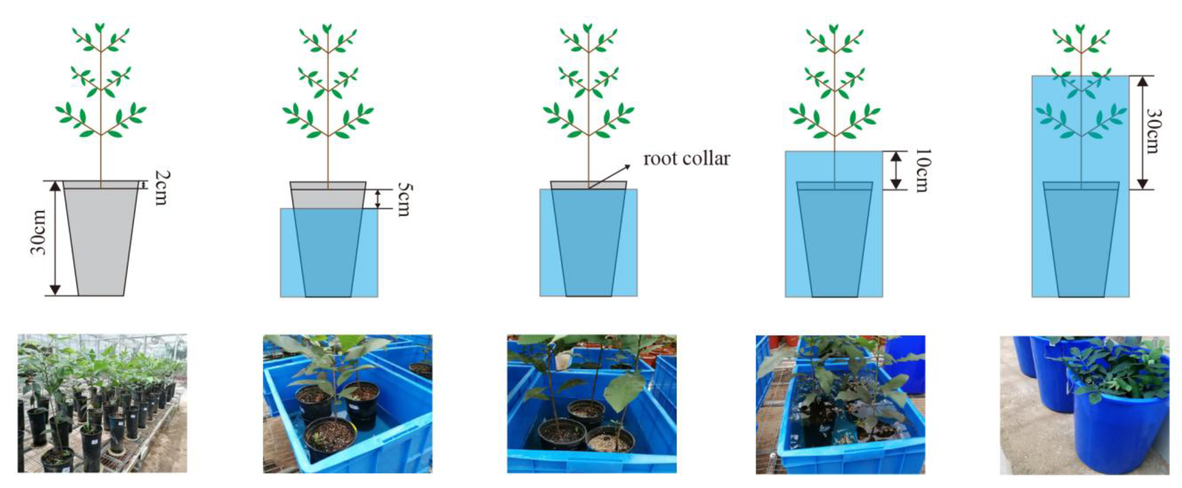 Horticulturae 11 00590 g002