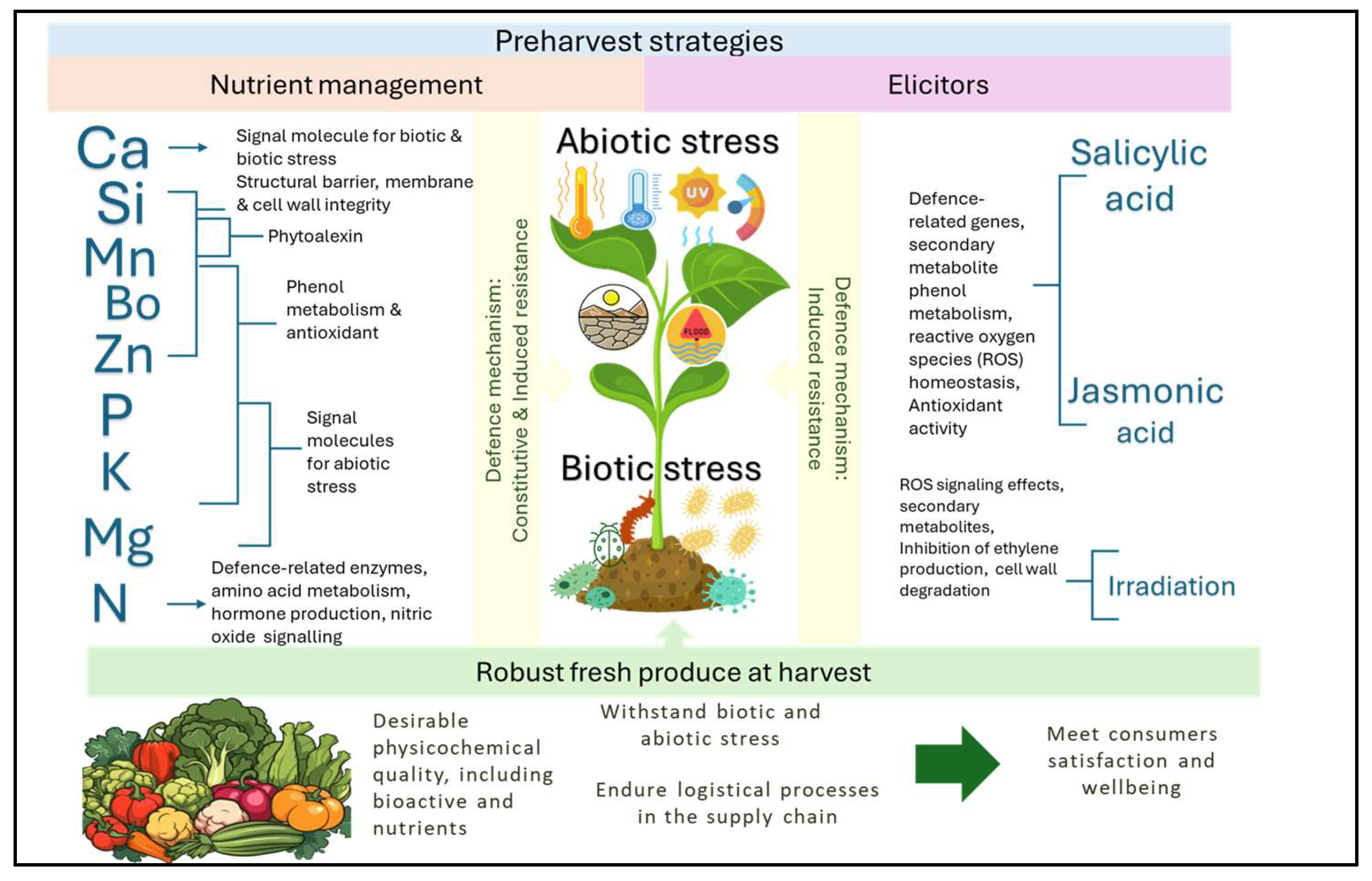Horticulturae 11 00596 g001