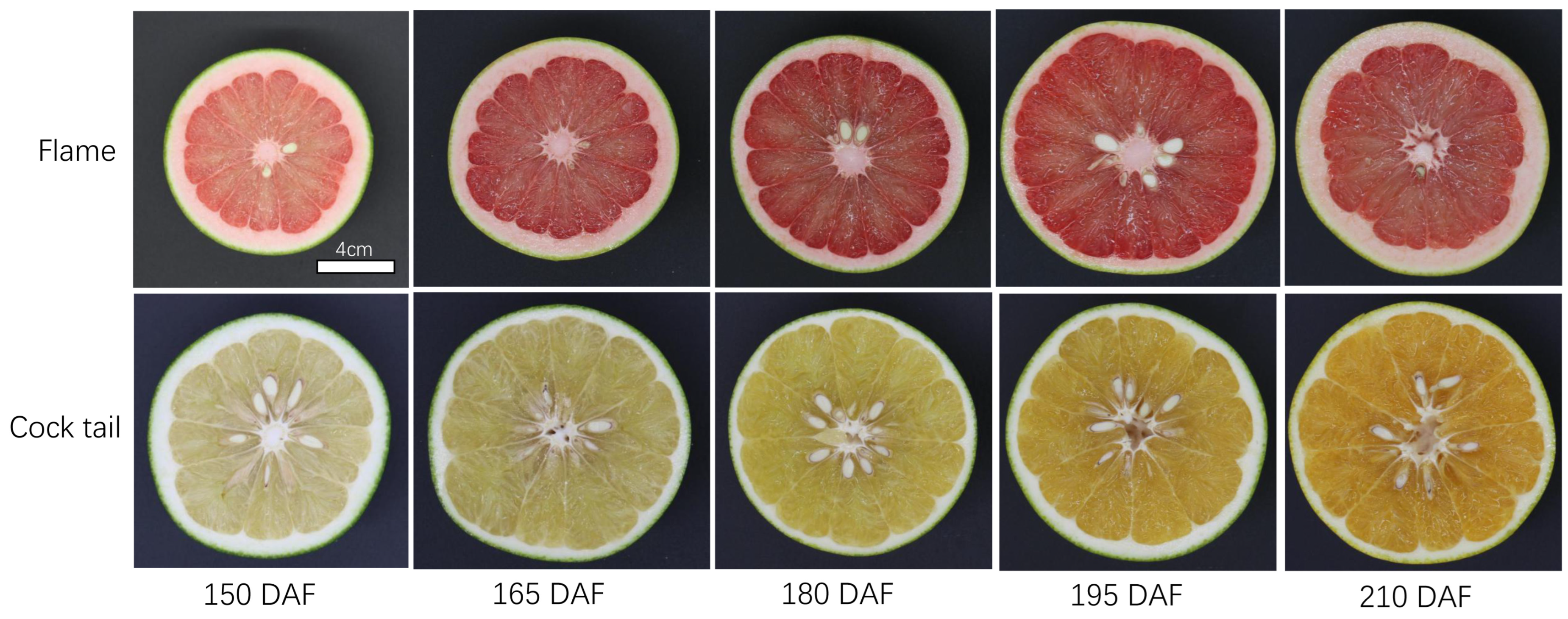 Horticulturae 11 00598 g001