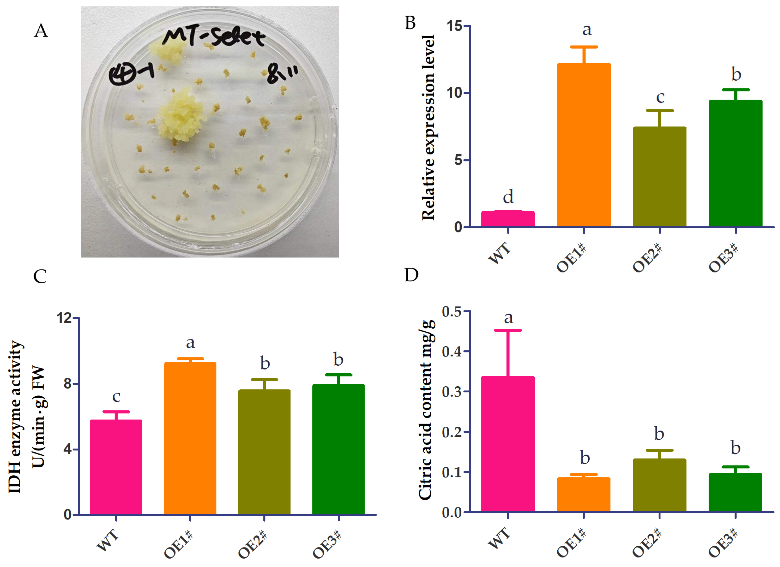 Horticulturae 11 00598 g008