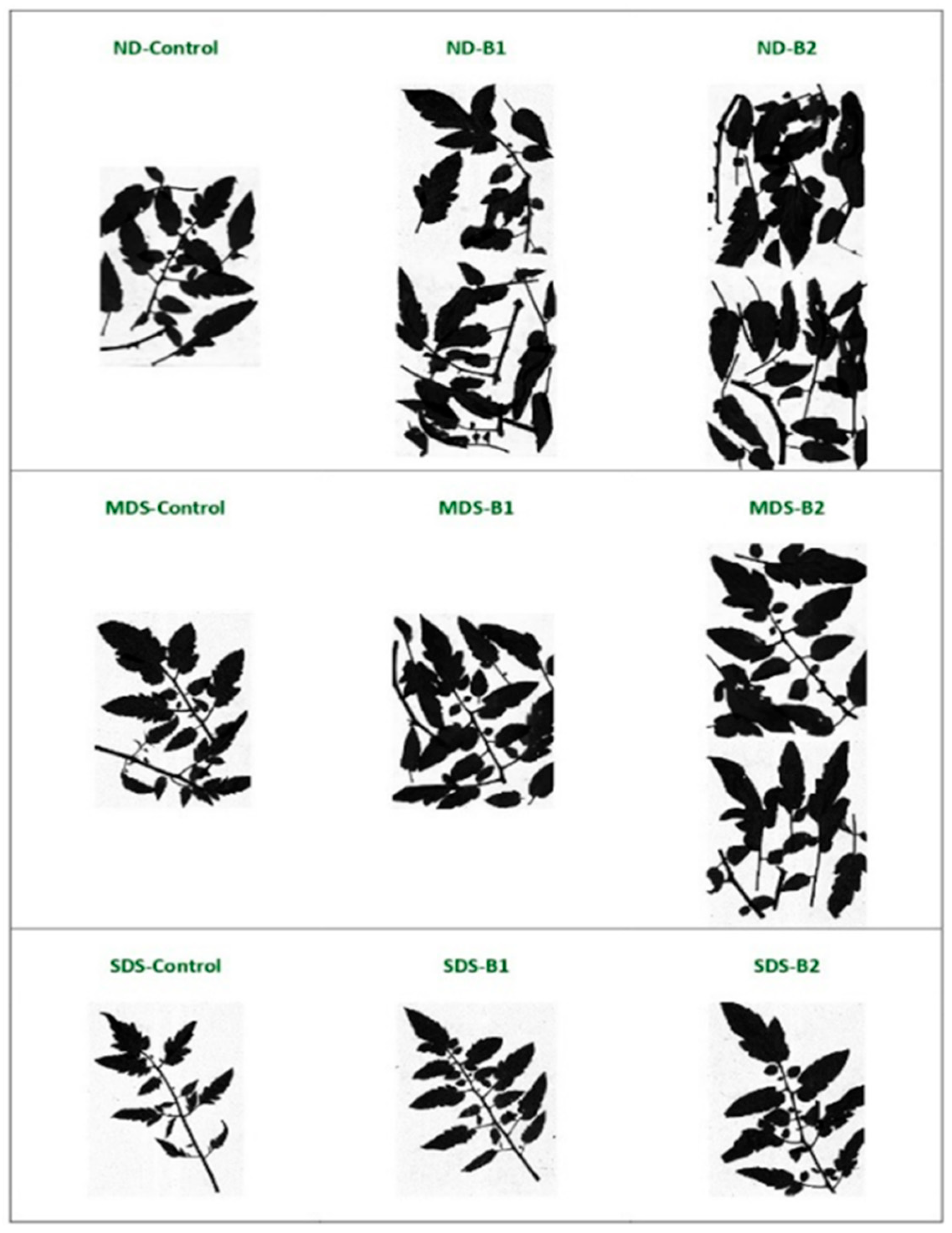 Horticulturae 11 00601 g004