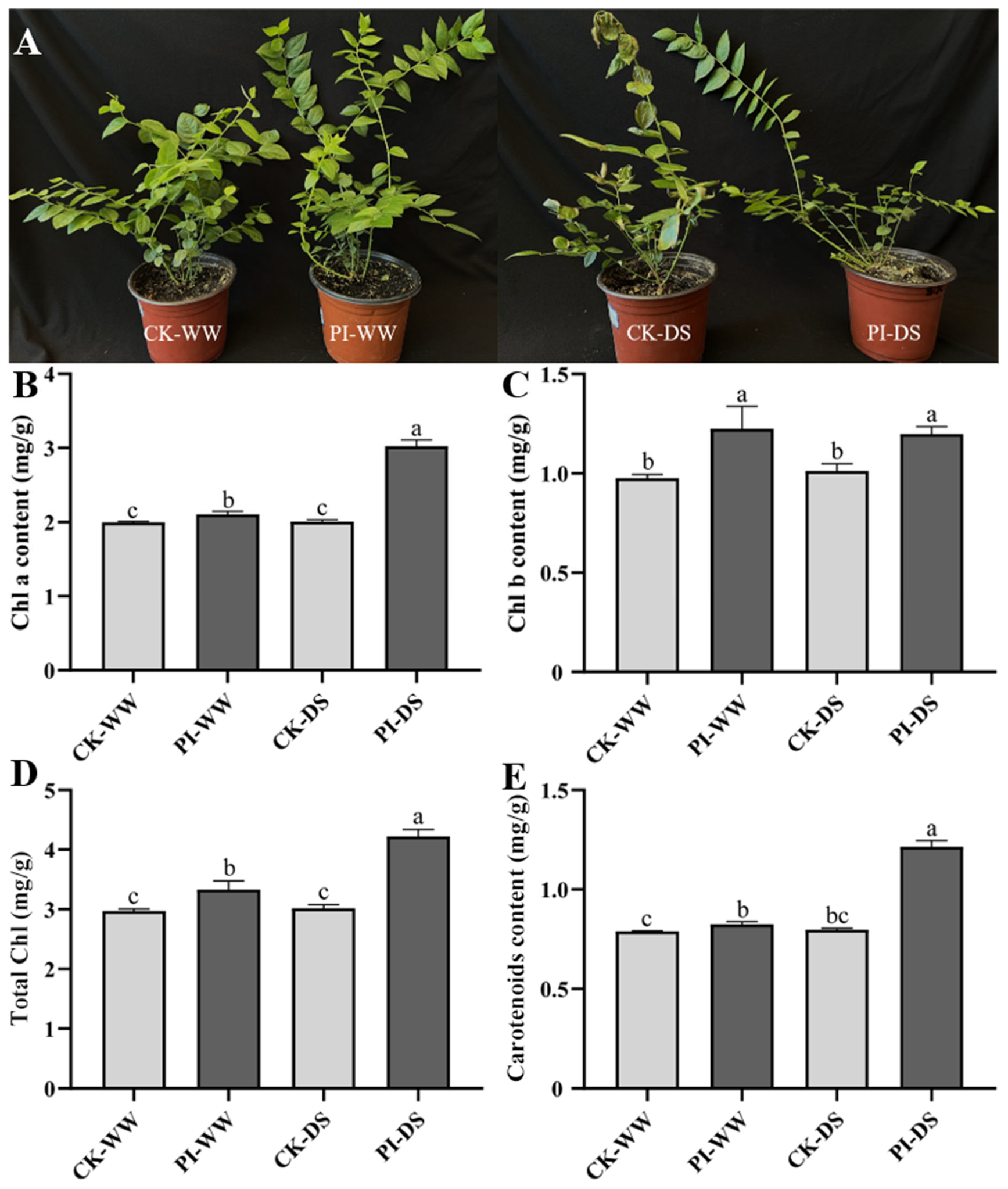 Horticulturae 11 00605 g001