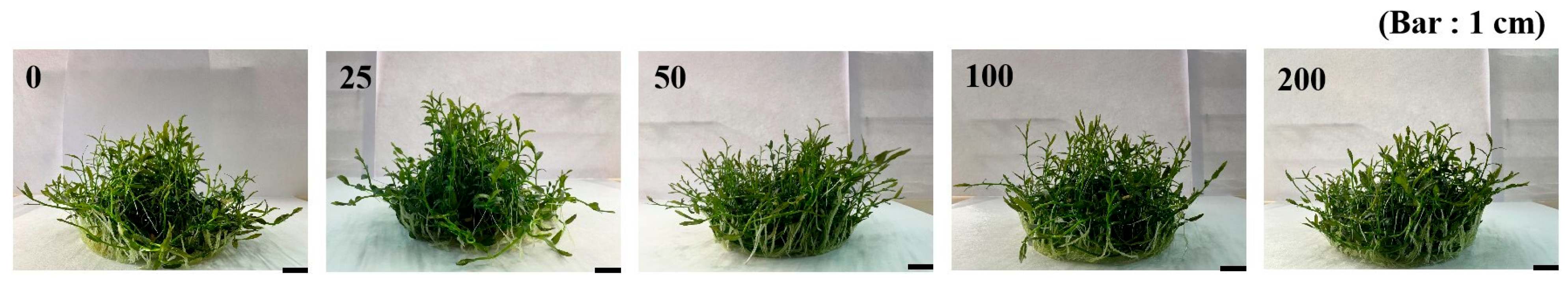 Horticulturae 11 00612 g001