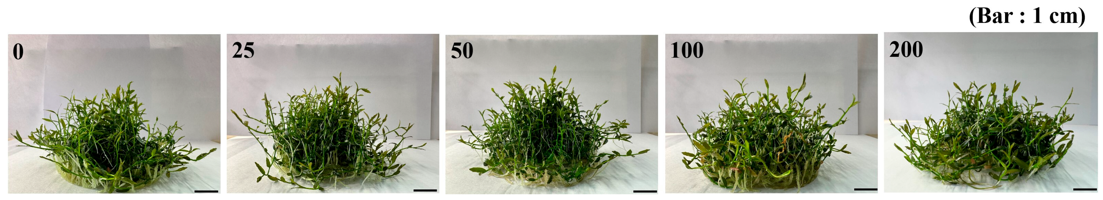 Horticulturae 11 00612 g004