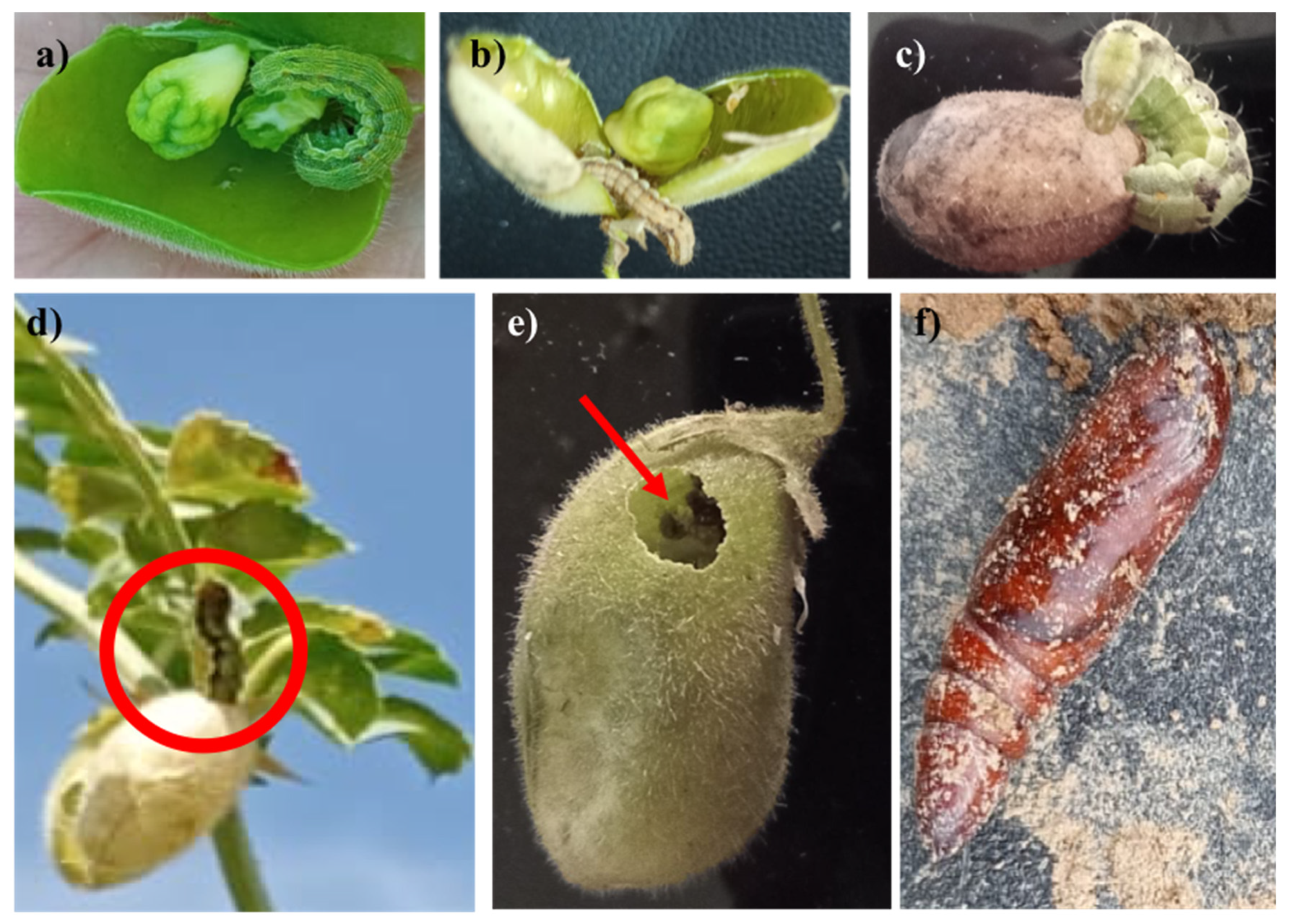 Horticulturae 11 00613 g001
