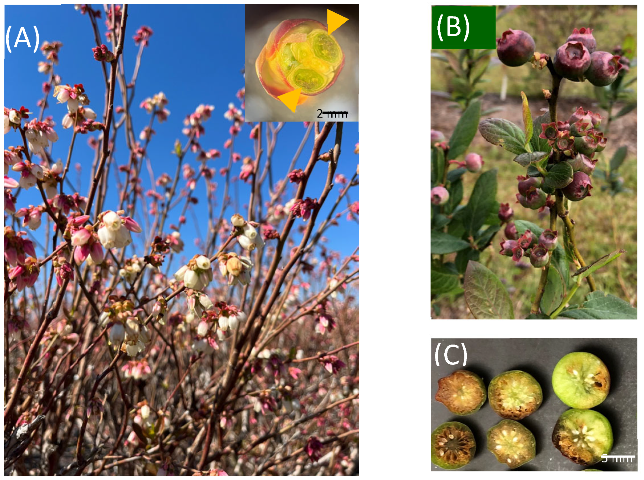 Horticulturae 11 00614 g001