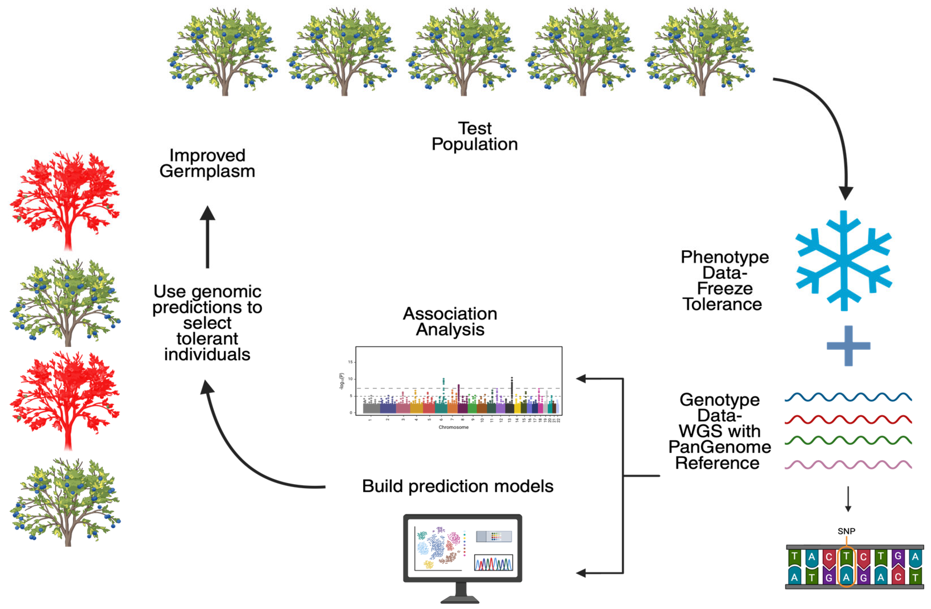 Horticulturae 11 00614 g003