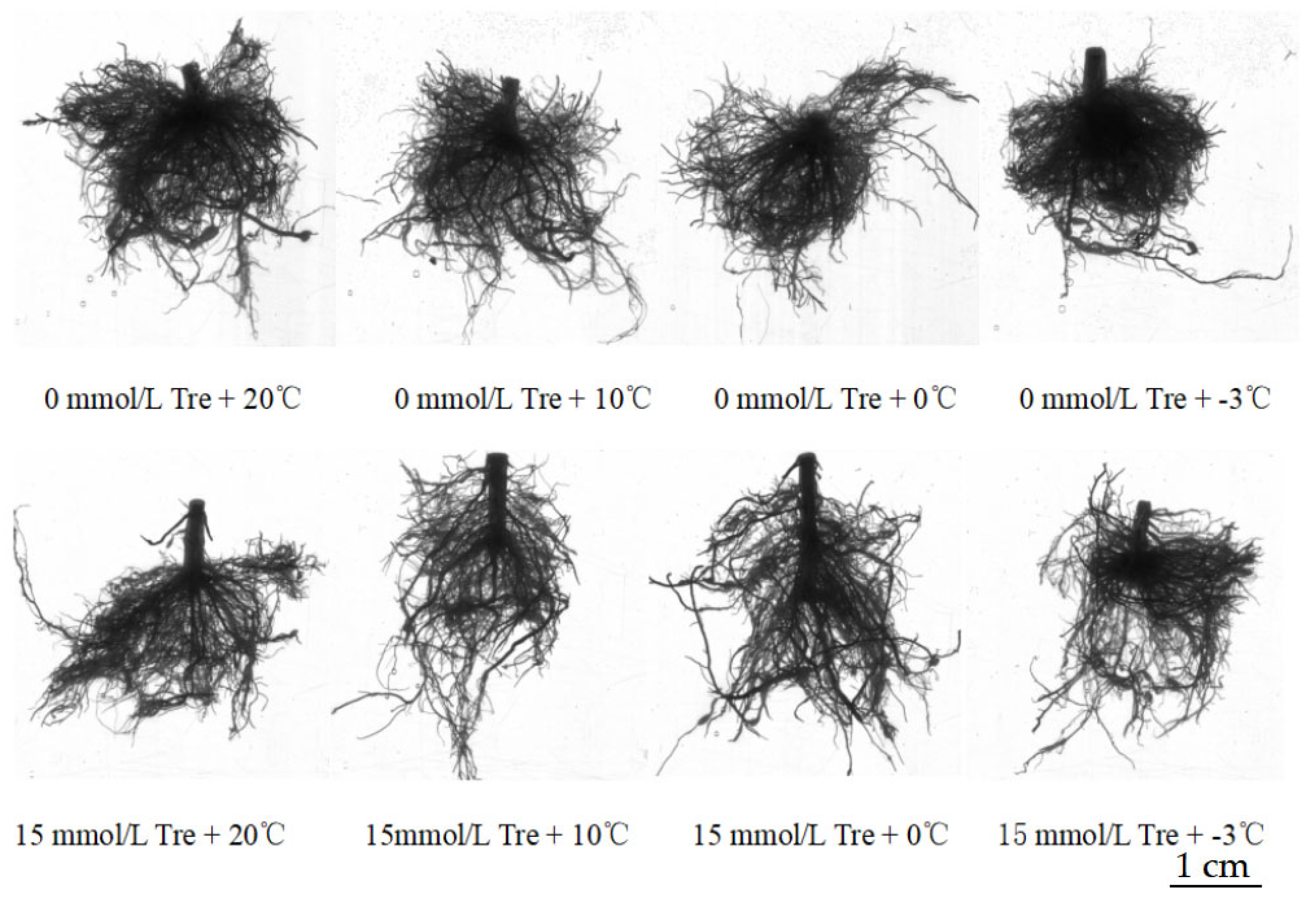 Horticulturae 11 00615 g002