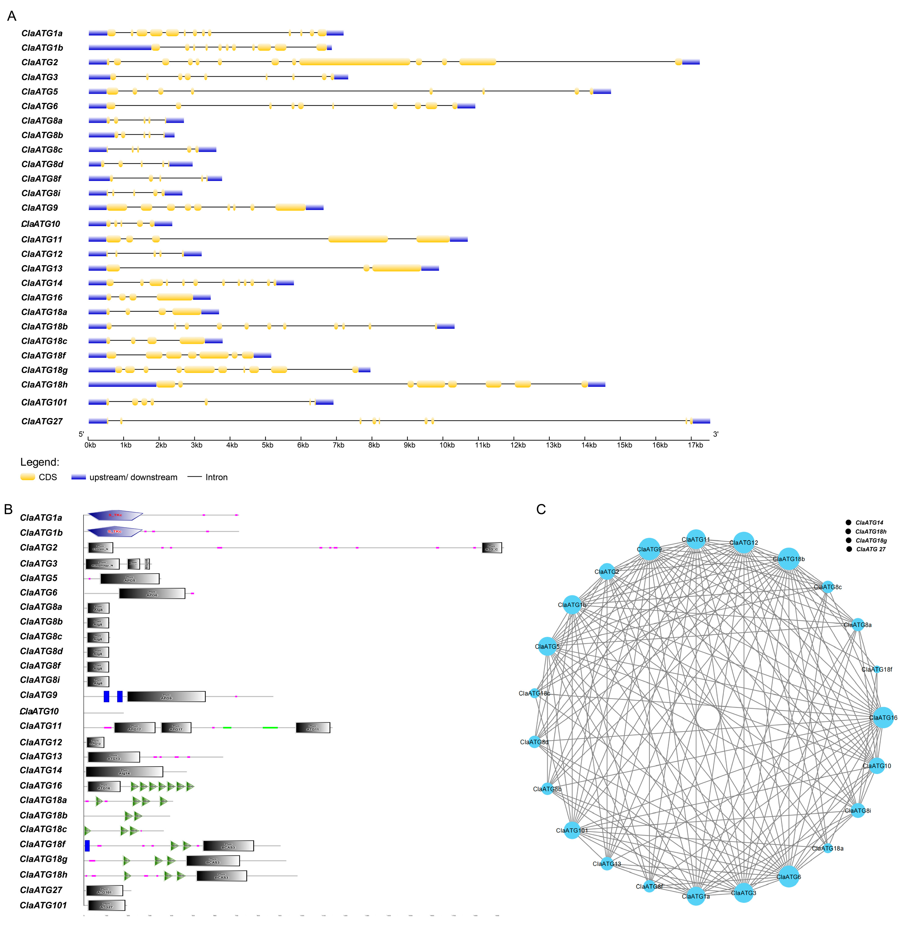 Horticulturae 11 00619 g002