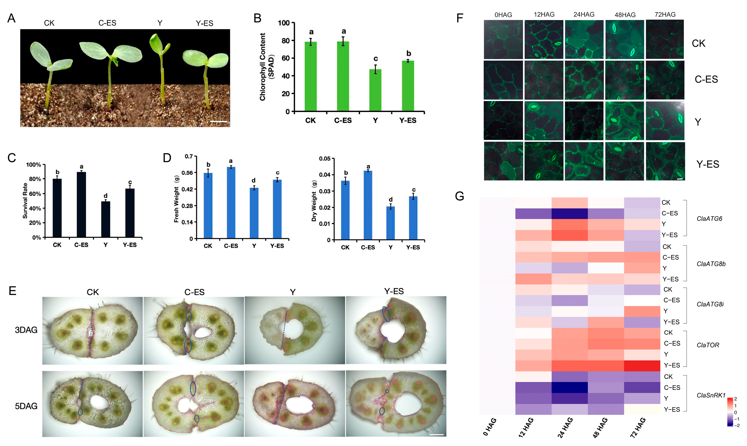 Horticulturae 11 00619 g006