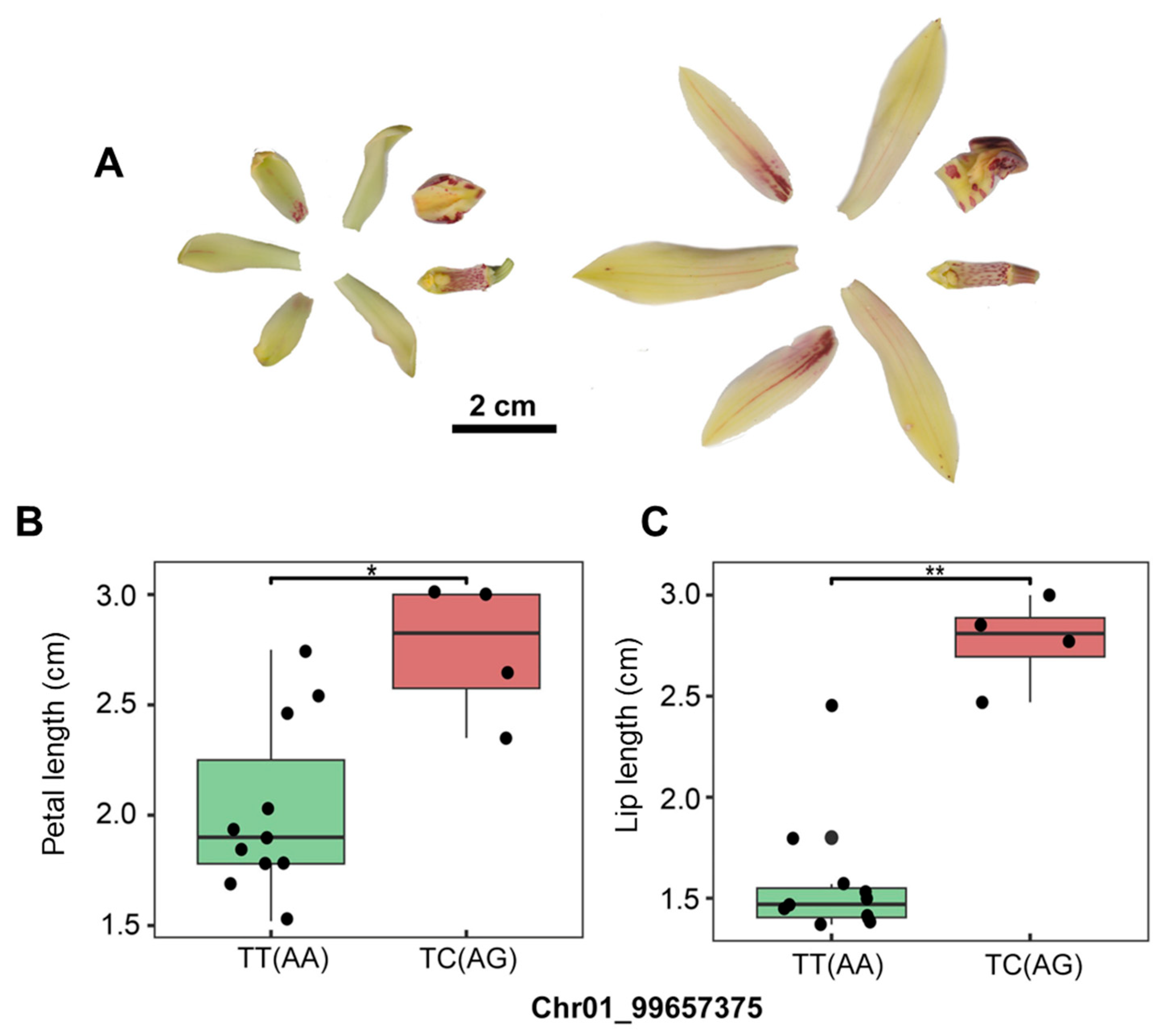 Horticulturae 11 00622 g006