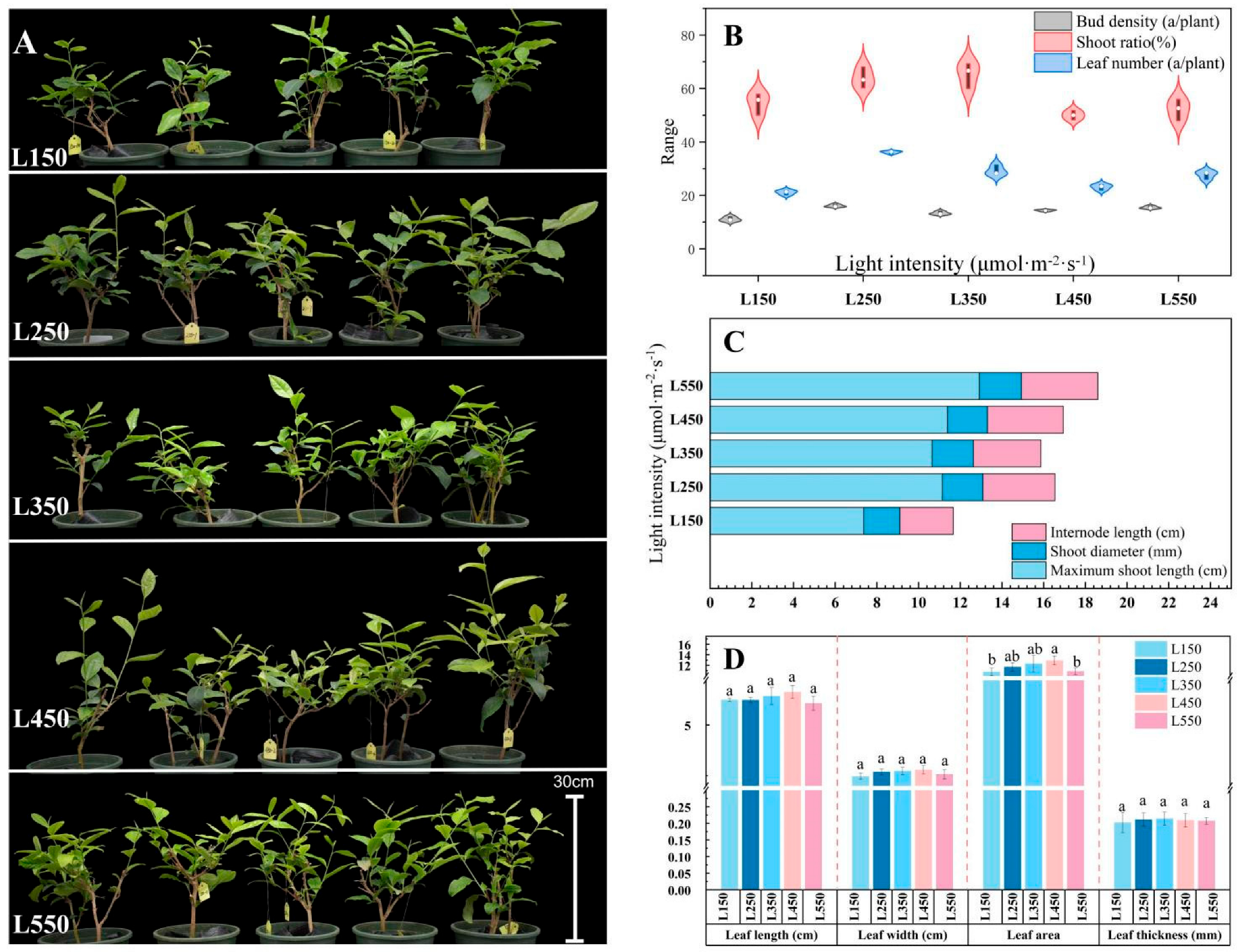 Horticulturae 11 00624 g001 Horticulturae 11 00624 g001