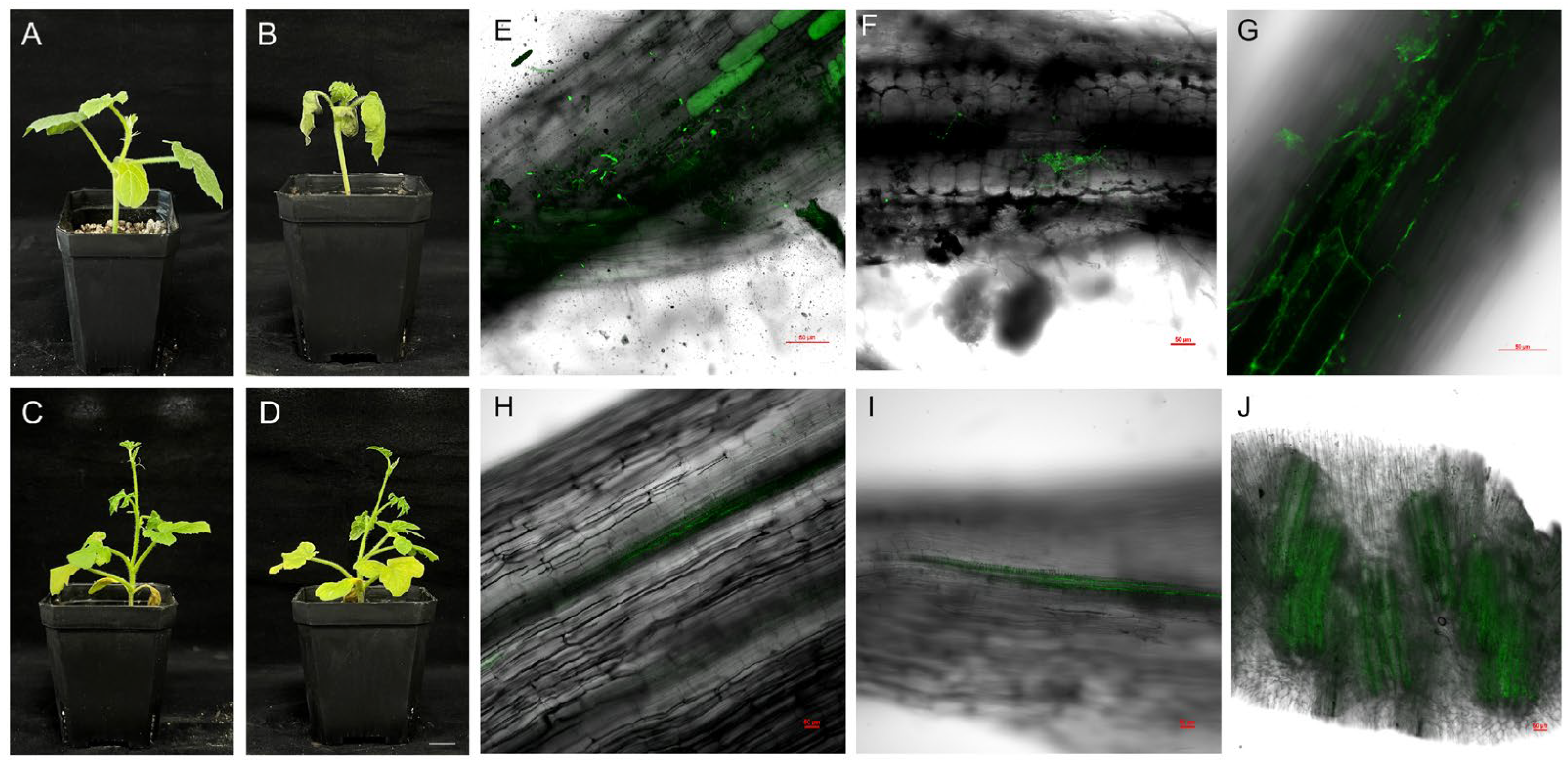 Weighted Gene Co-Expression Network Analysis Identifies Hub