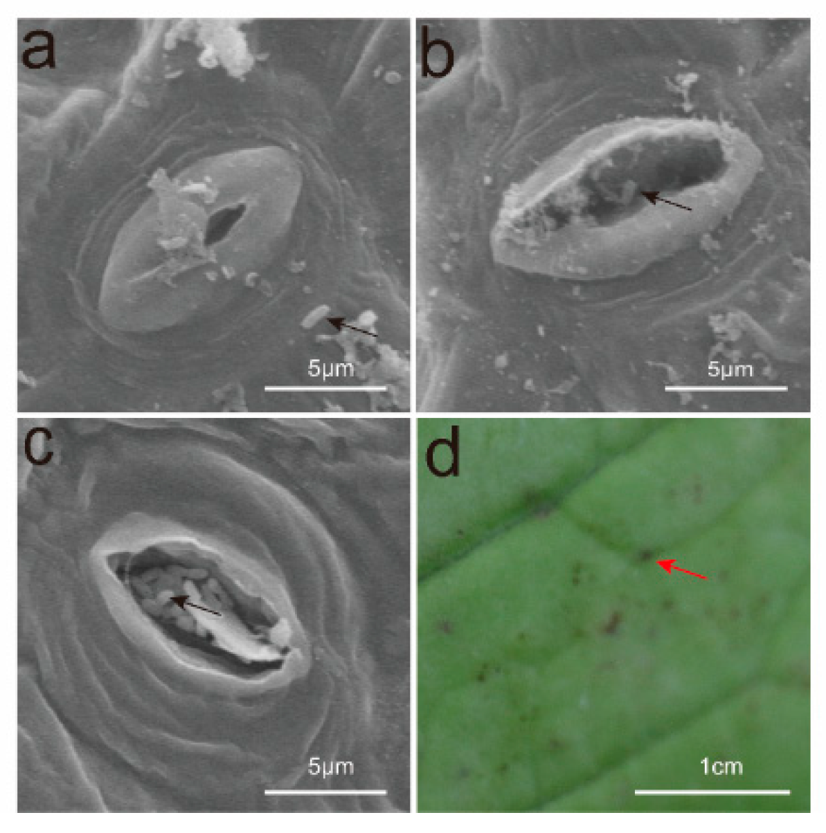 Horticulturae 11 00626 g002