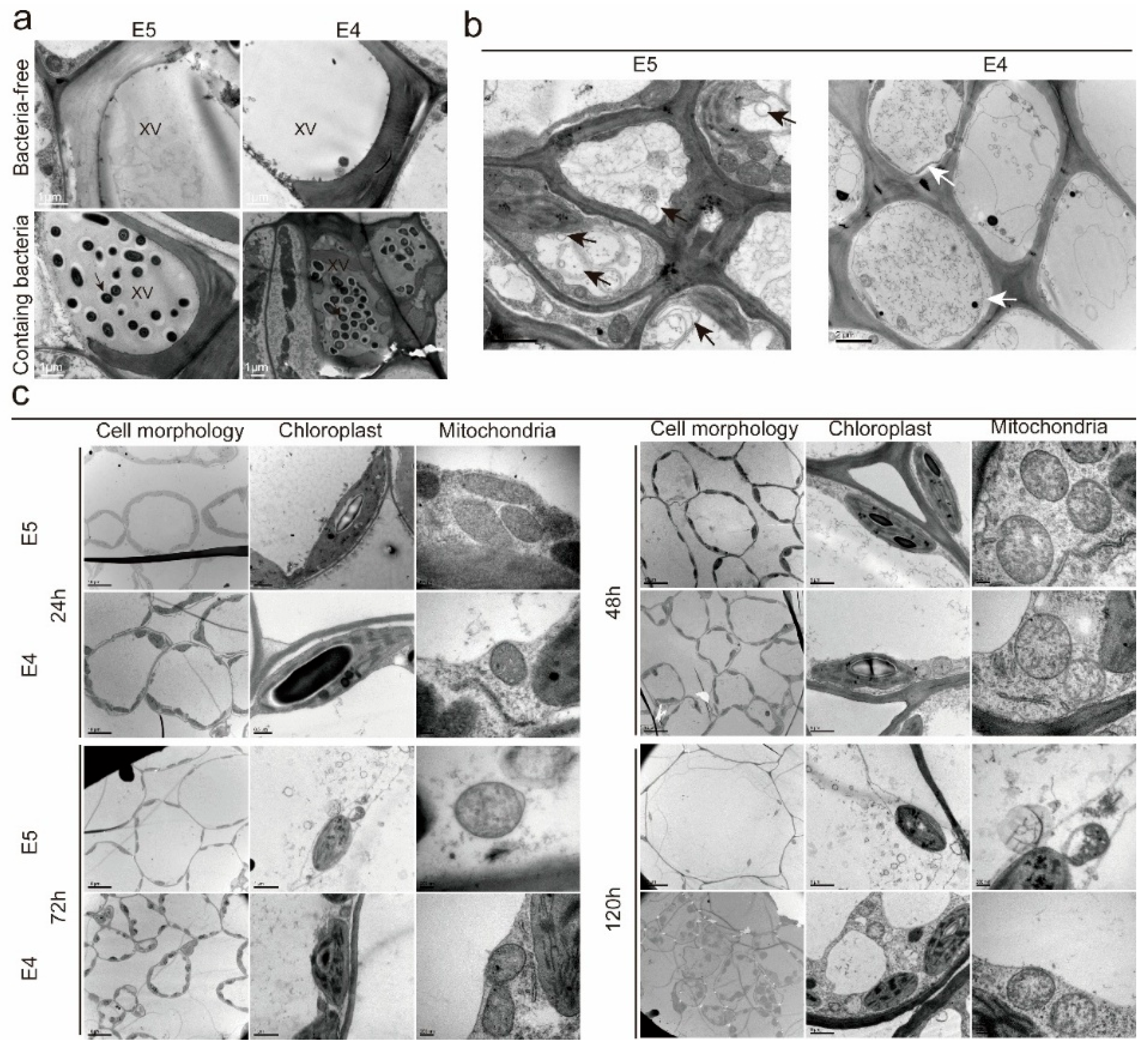 Horticulturae 11 00626 g003