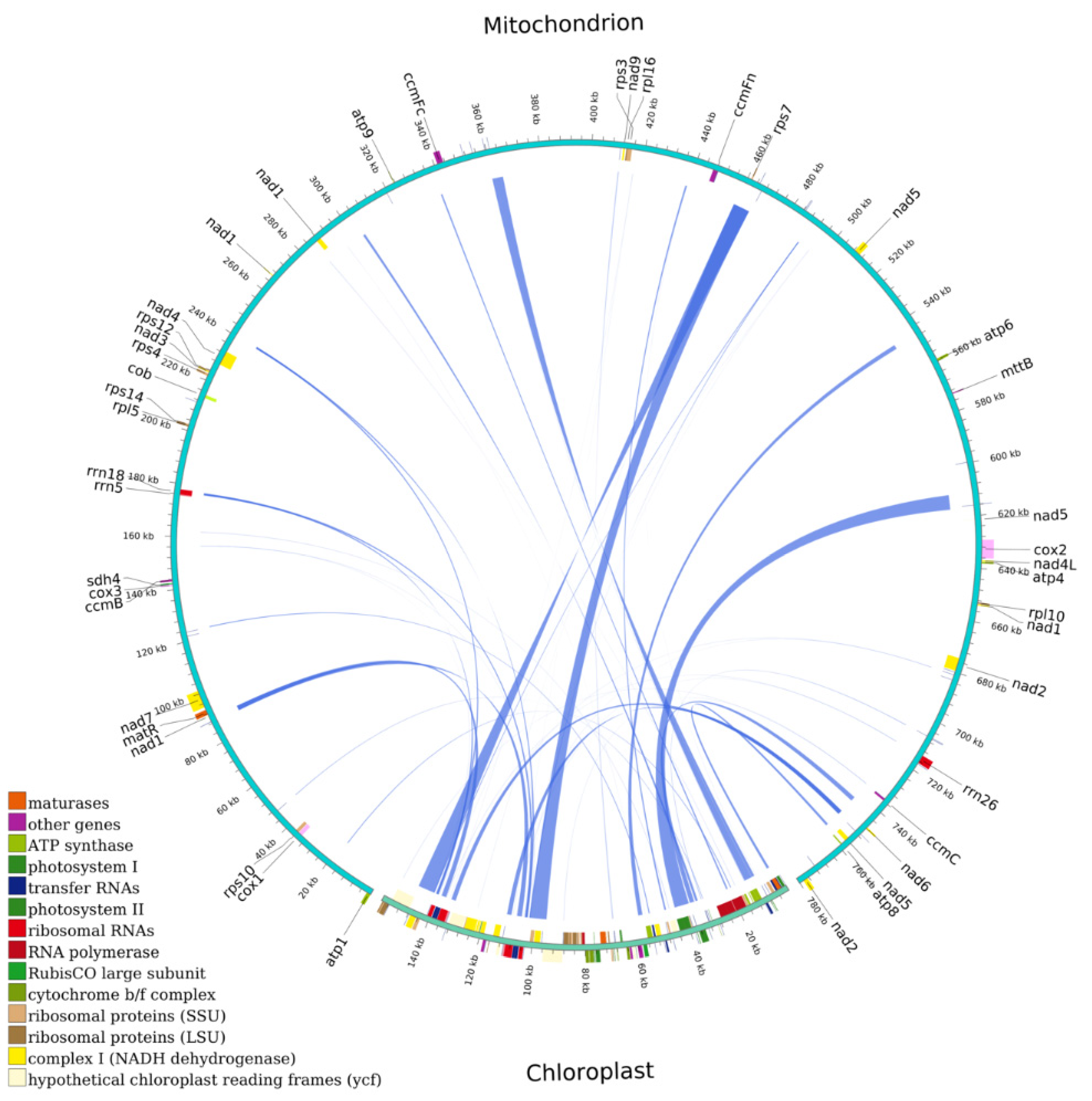 Horticulturae 11 00628 g005