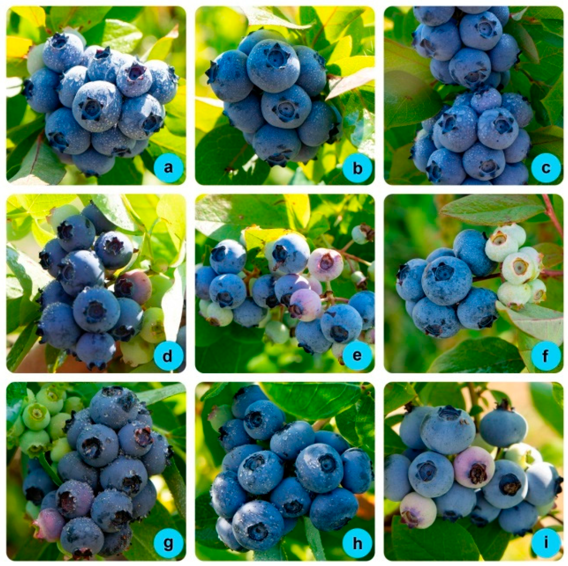 Horticulturae 11 00630 g004