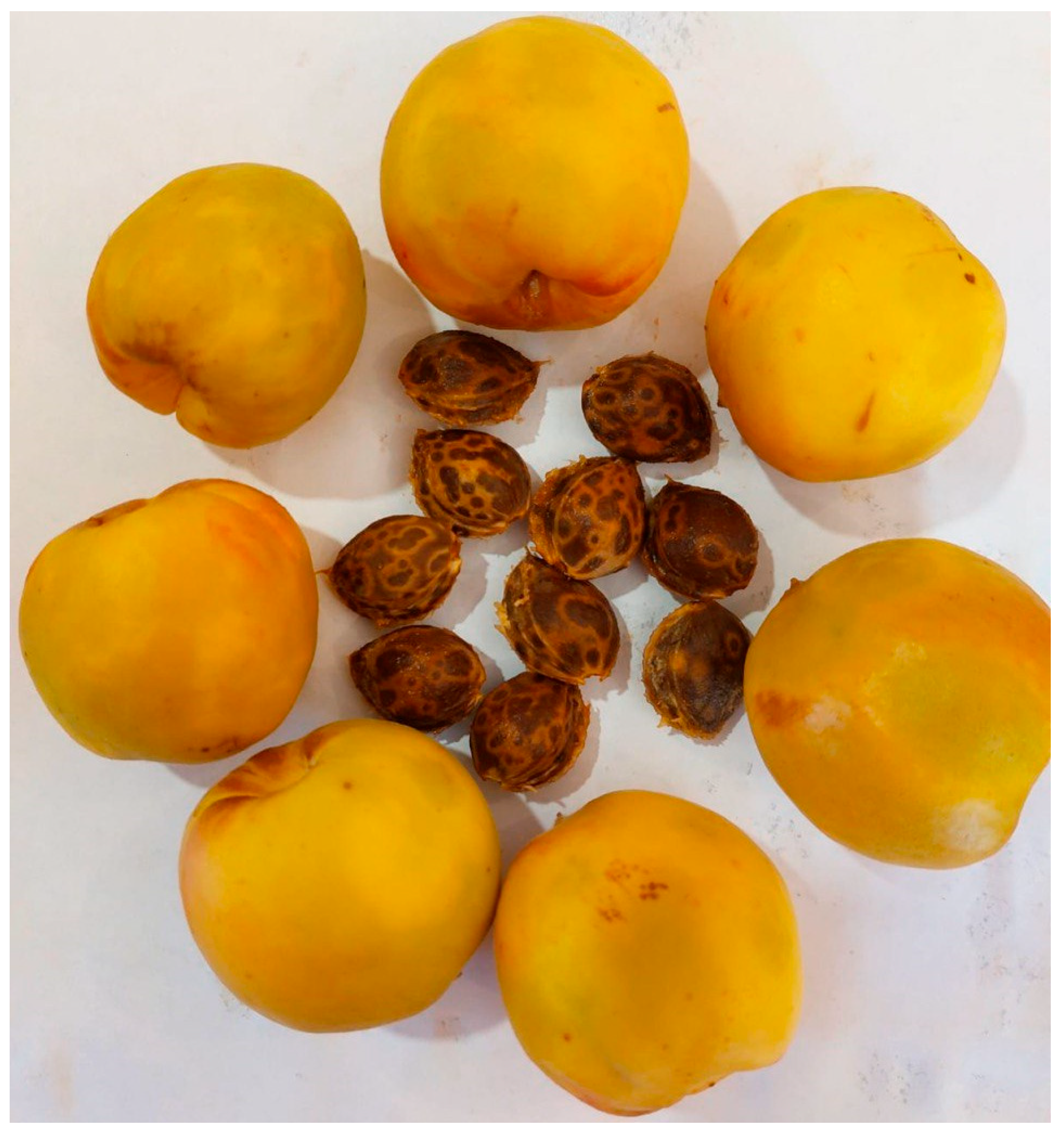 Horticulturae 11 00633 g001