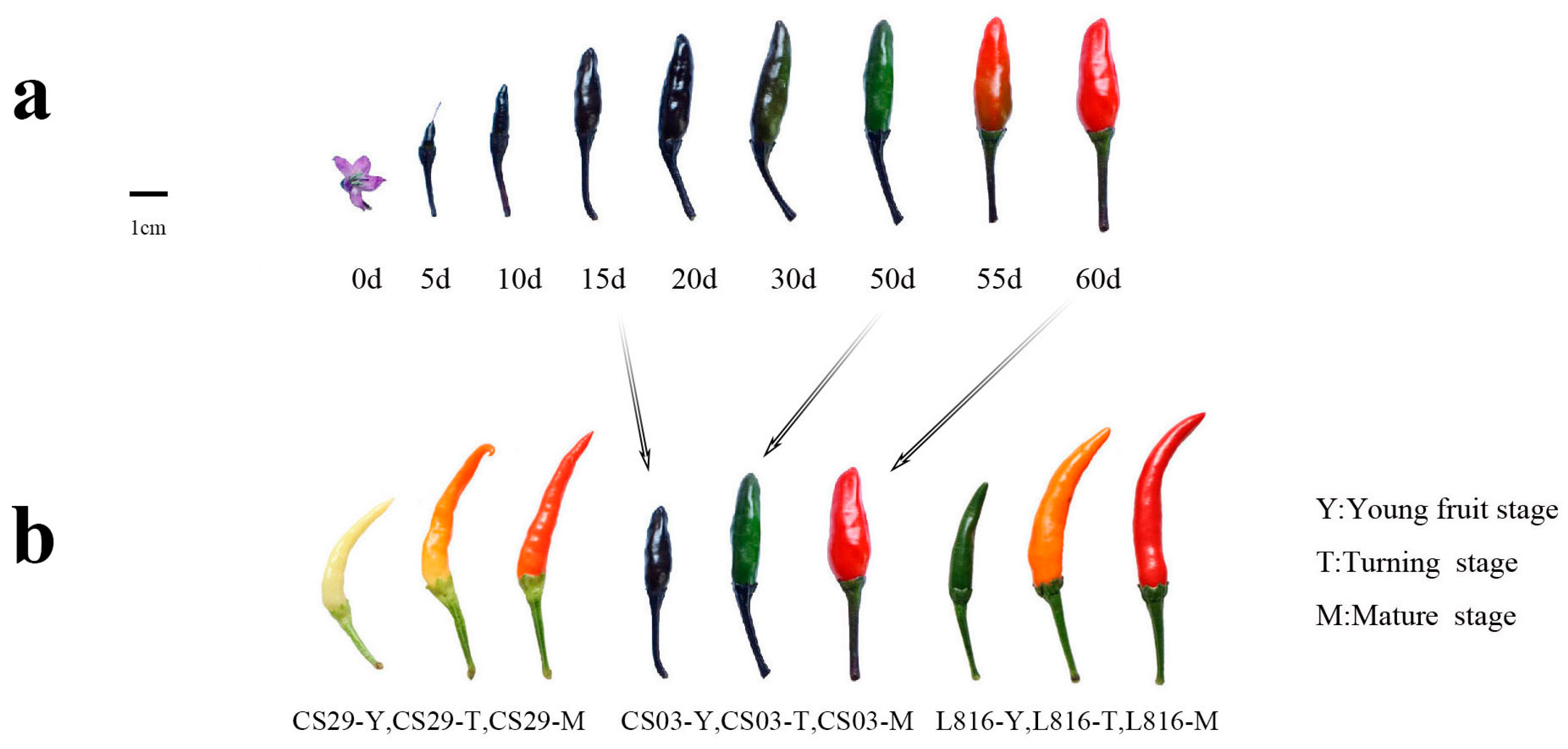 Horticulturae 11 00638 g001a
