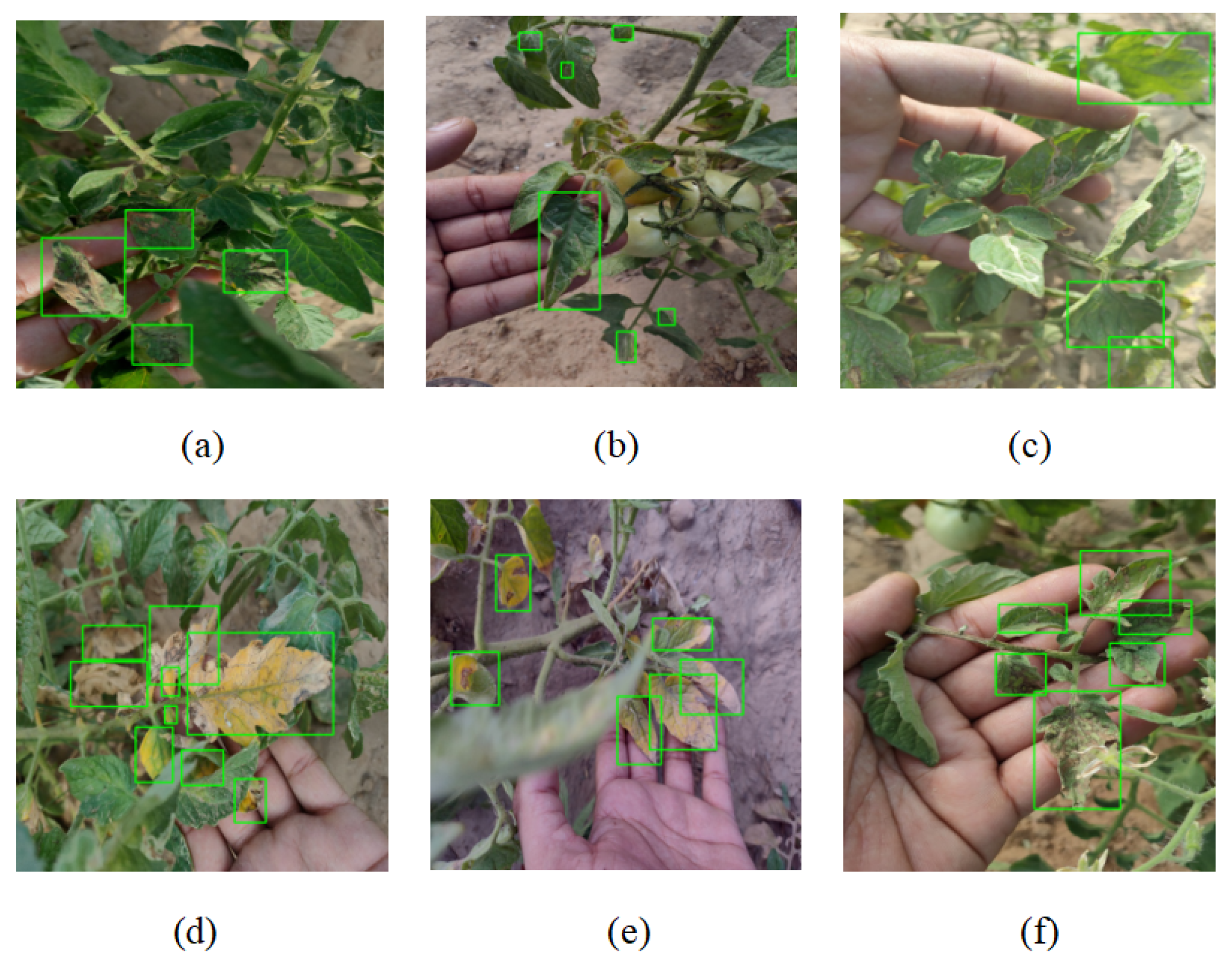 Horticulturae 11 00639 g001