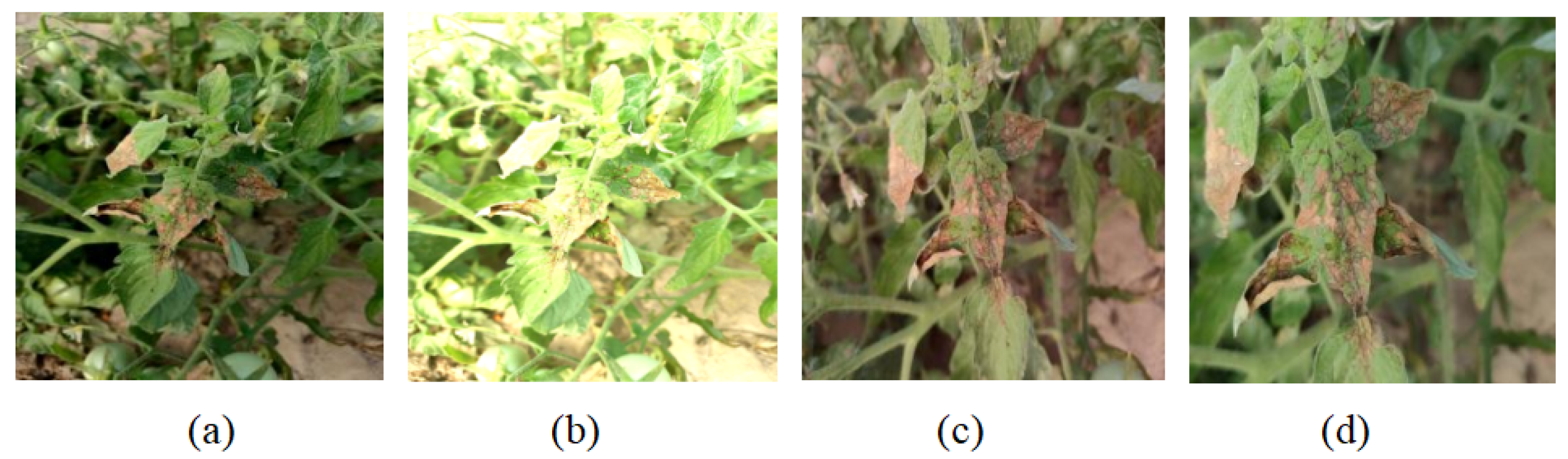 Horticulturae 11 00639 g002