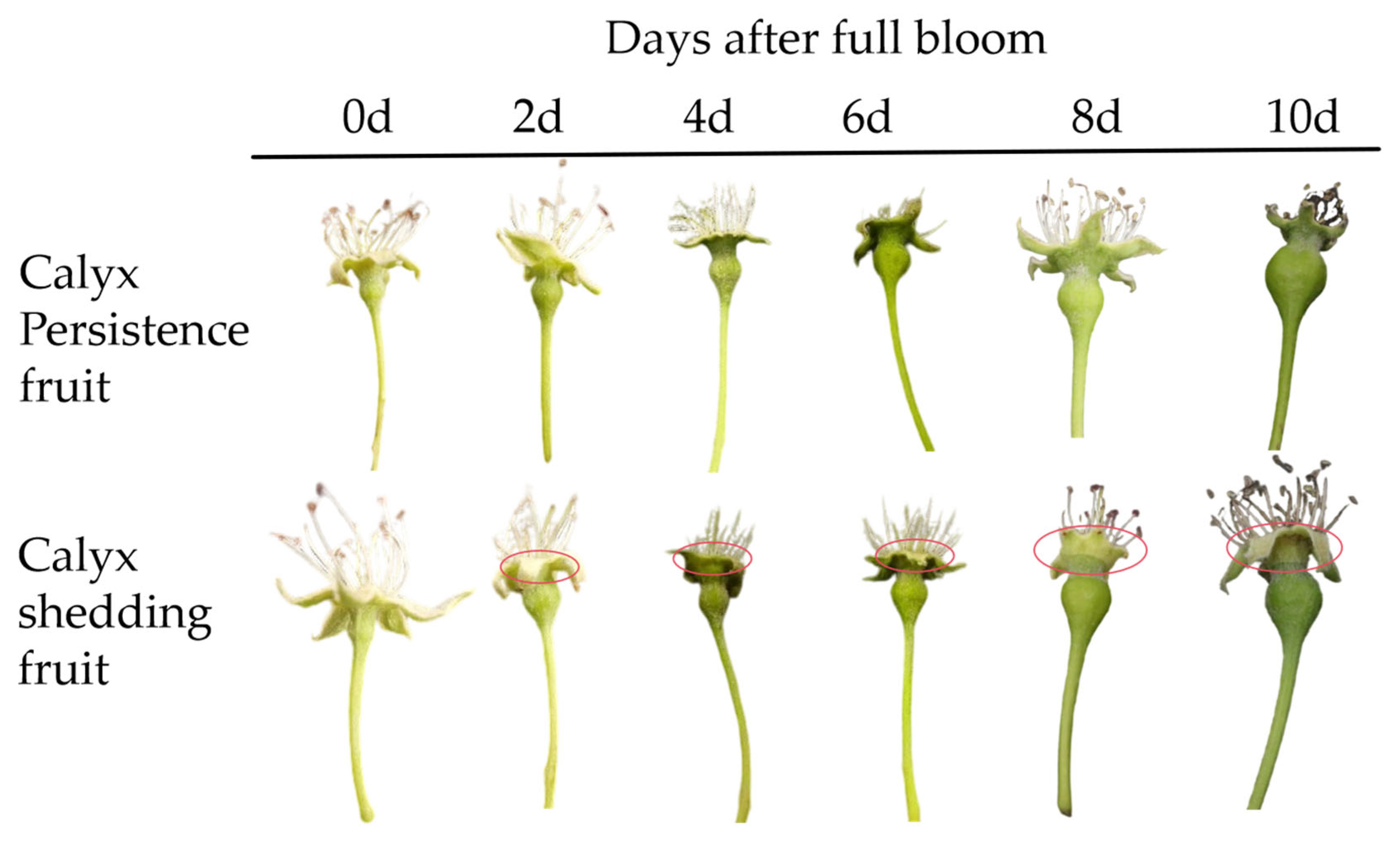Horticulturae 11 00642 g002