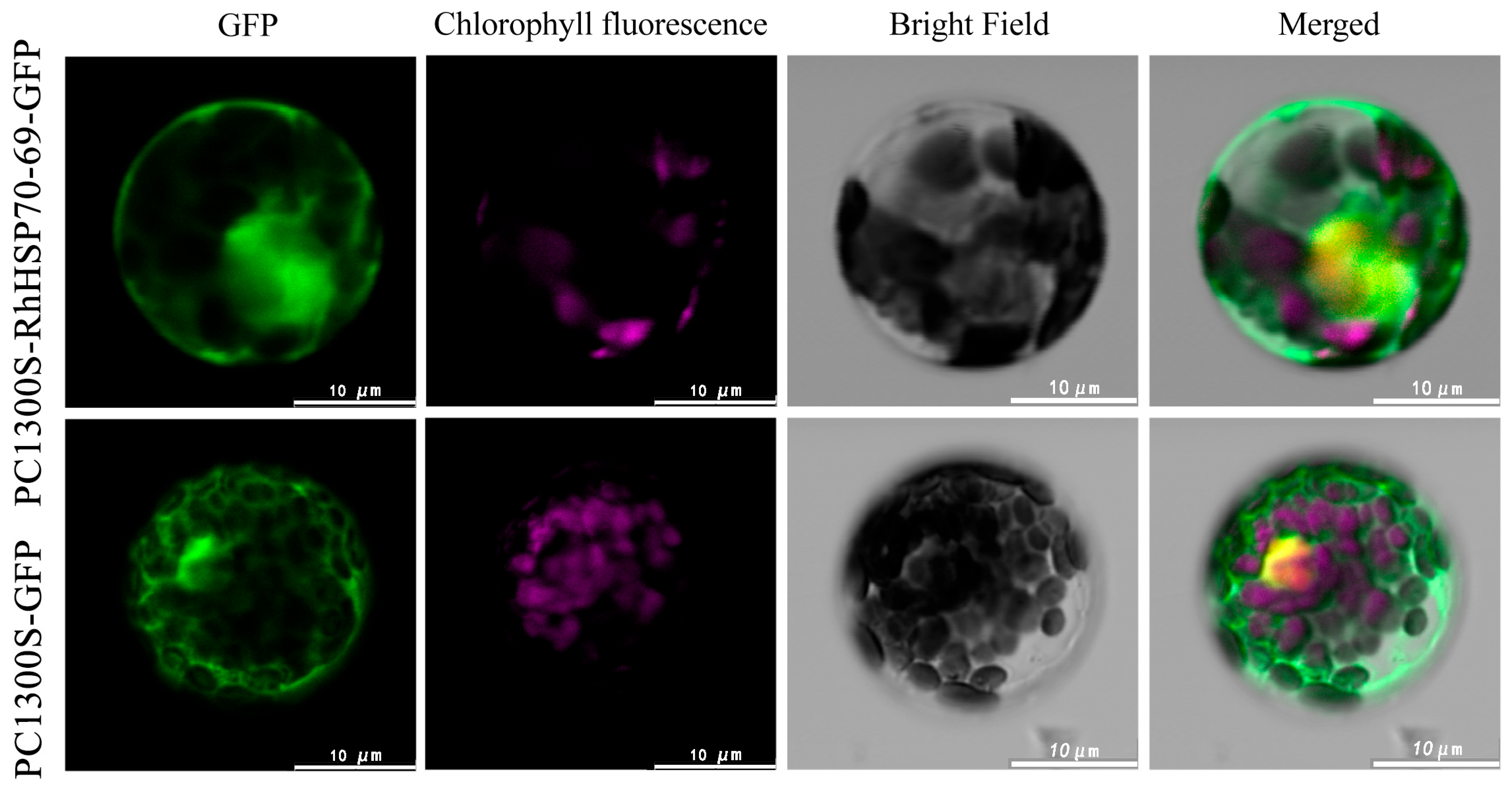 Horticulturae 11 00643 g011