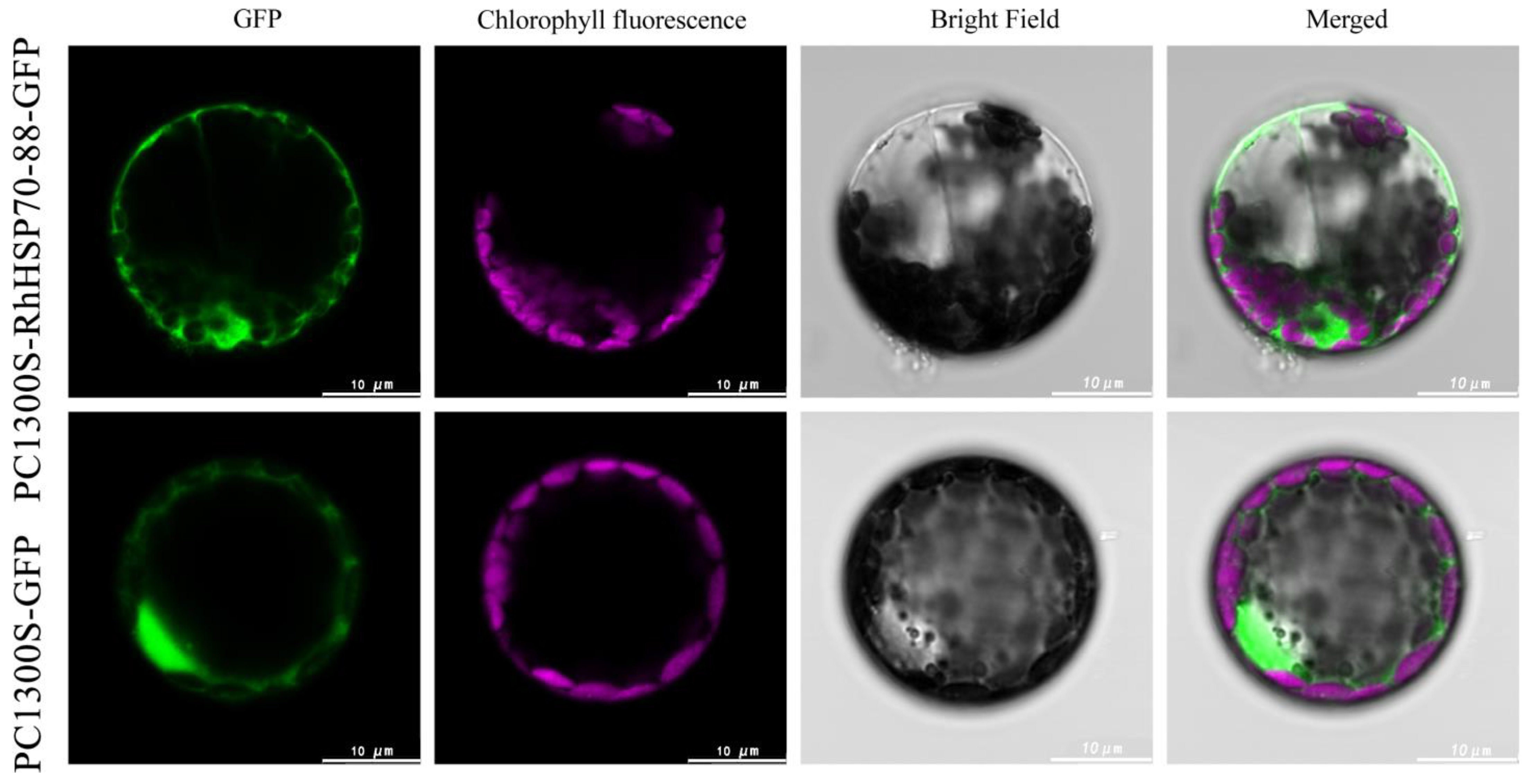 Horticulturae 11 00643 g012