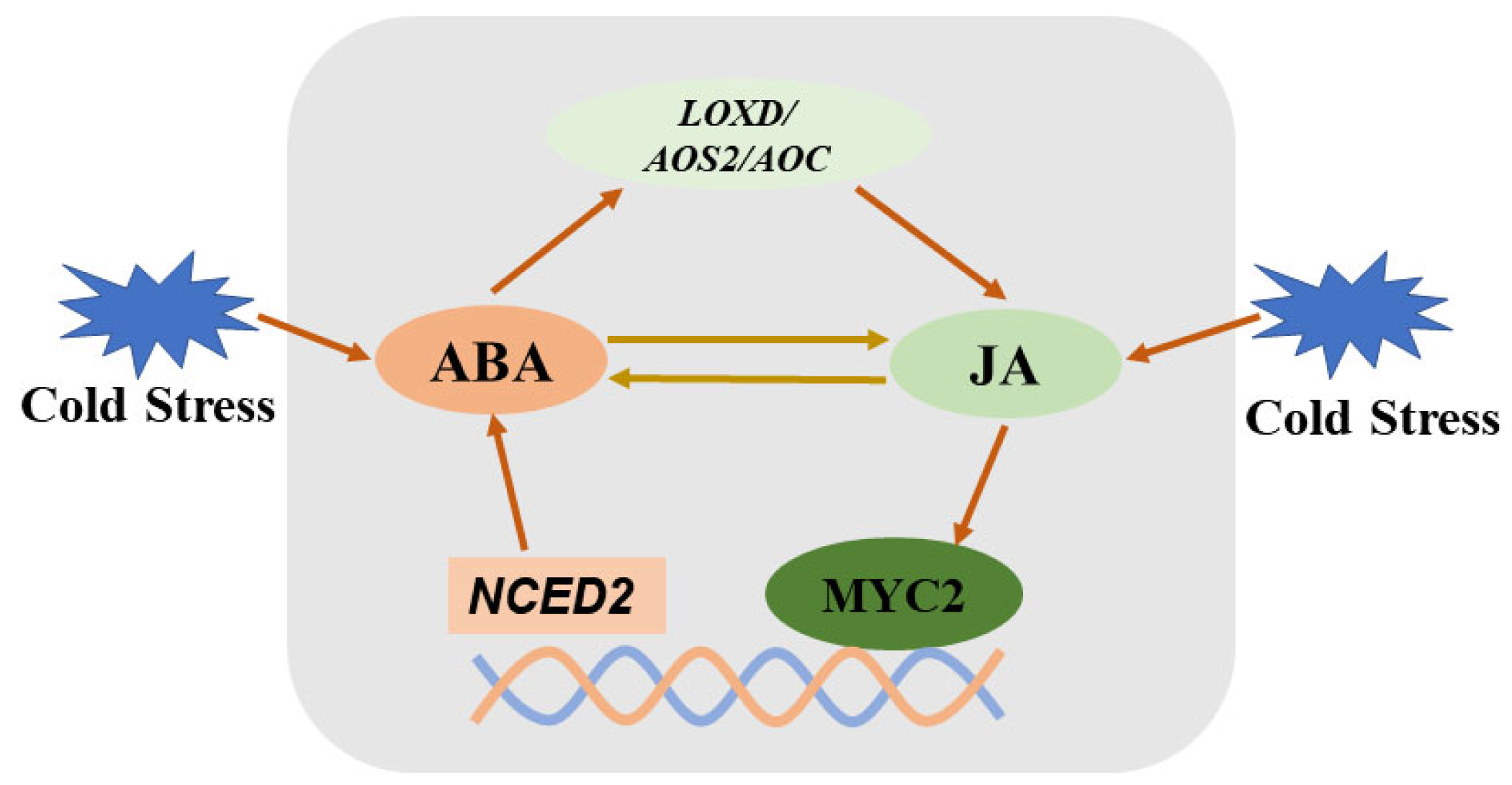 Horticulturae 11 00647 g001