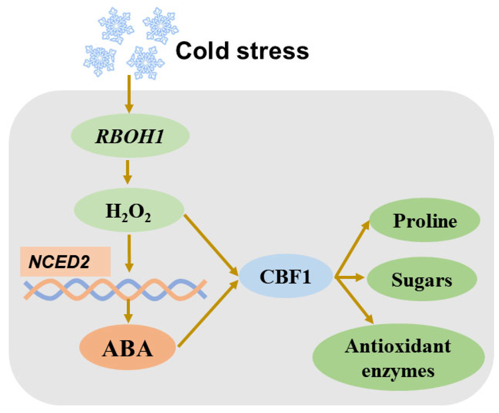 Horticulturae 11 00647 g003